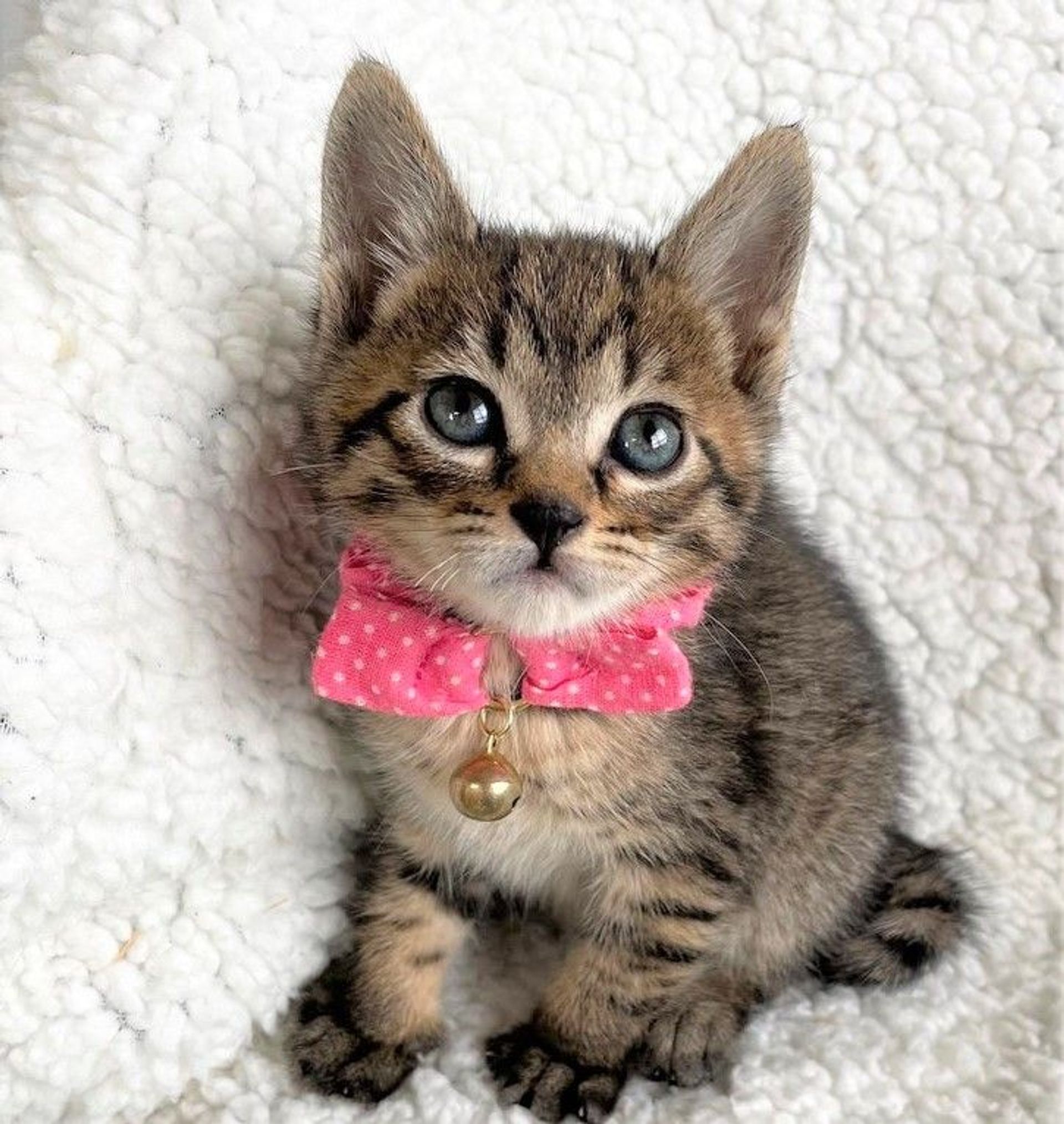 雑種（ミックス猫）・オスの里親募集の写真