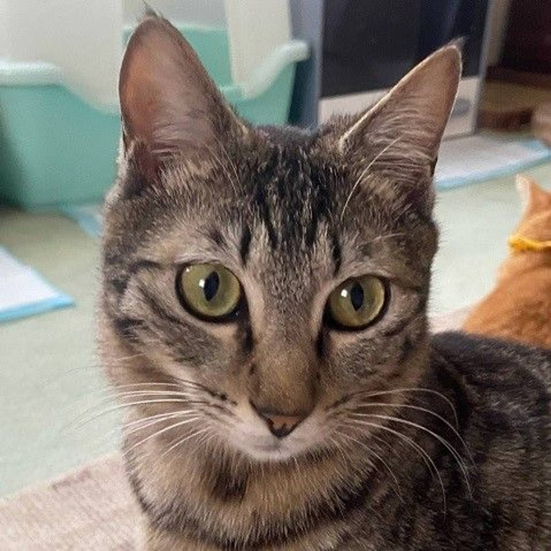 雑種（ミックス猫）・オスの里親募集の写真