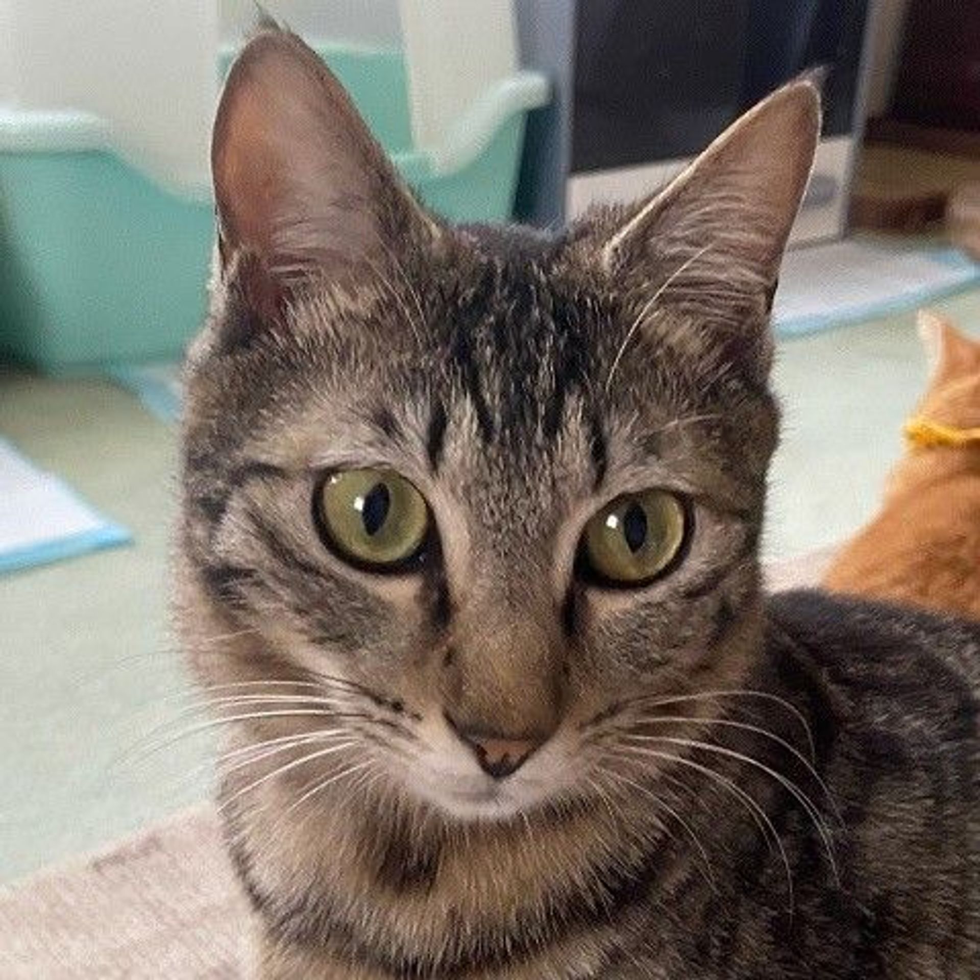 雑種（ミックス猫）・オスの里親募集の写真