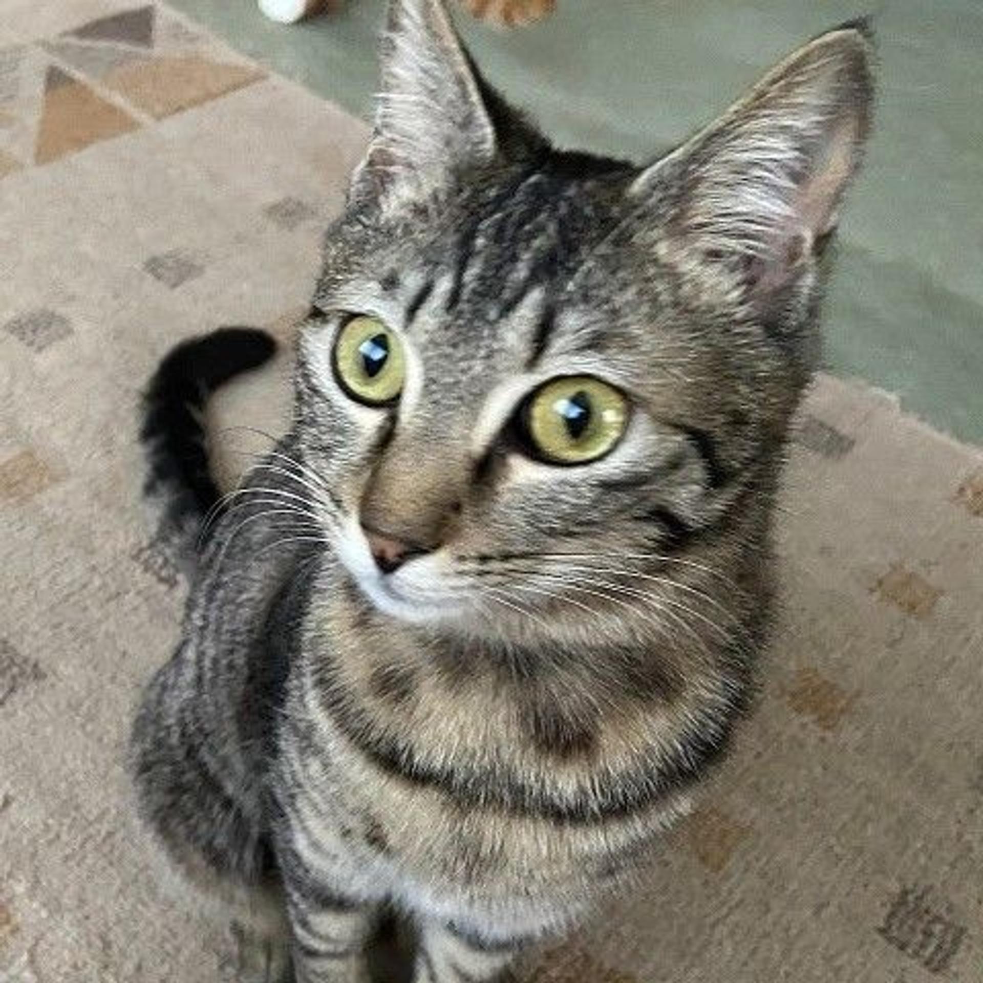 pet-image-4