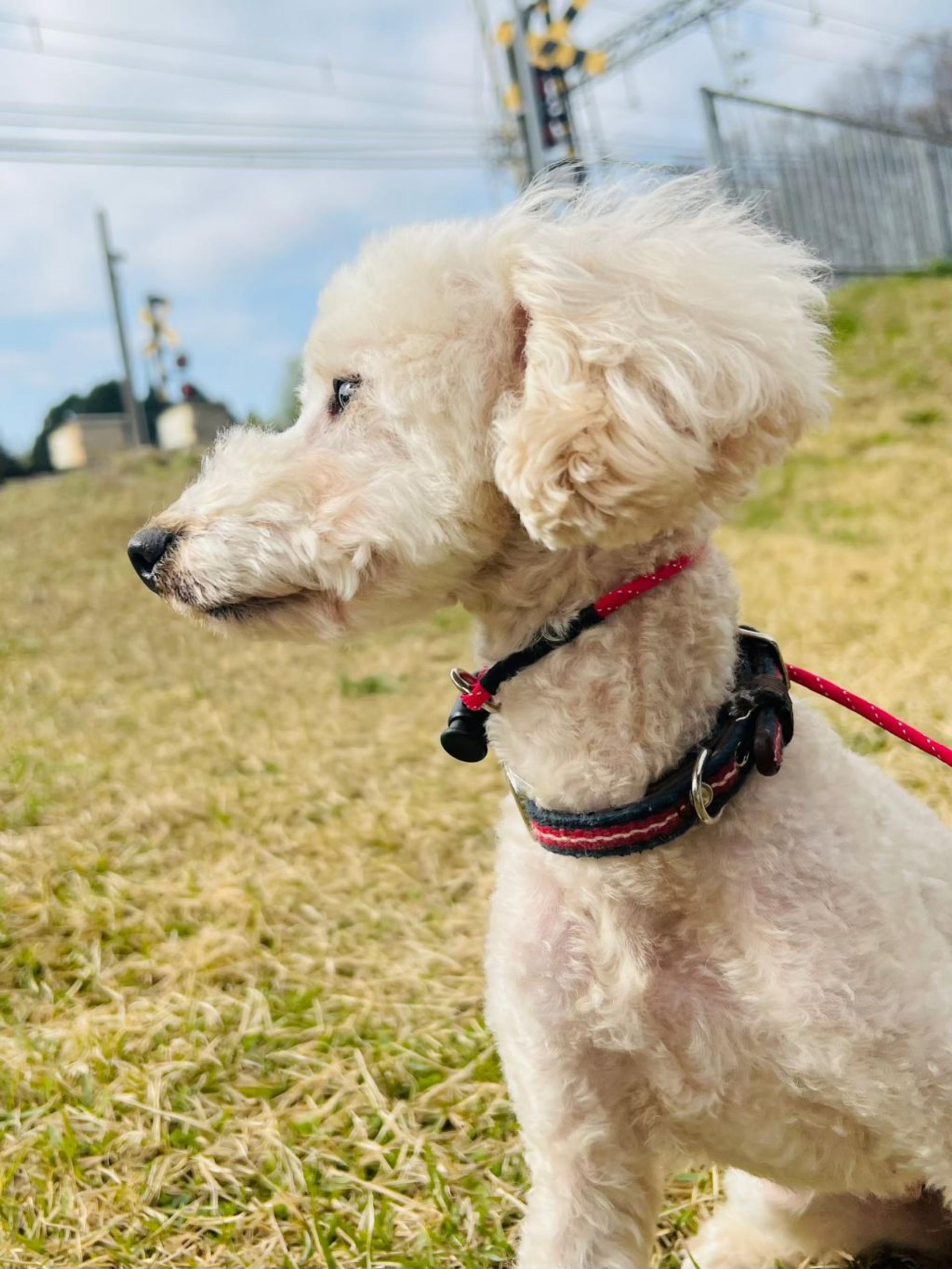 pet-image-2