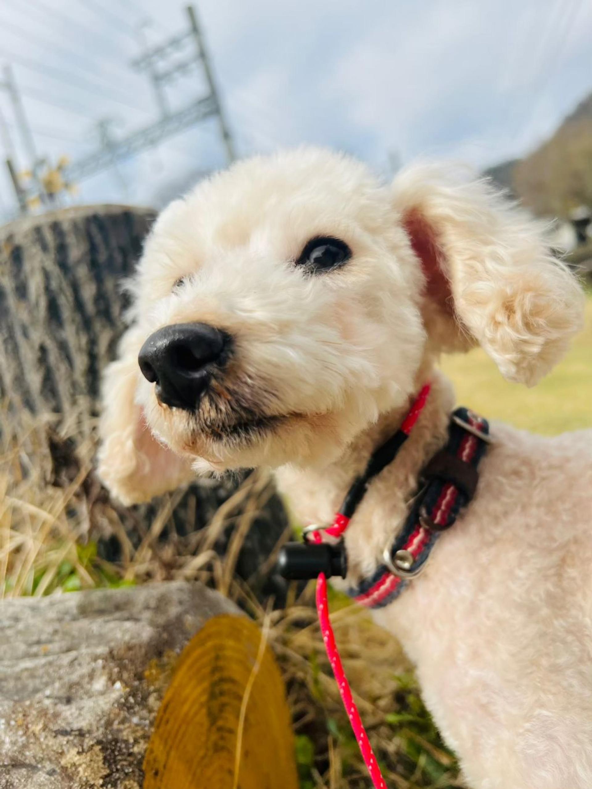 pet-image-3