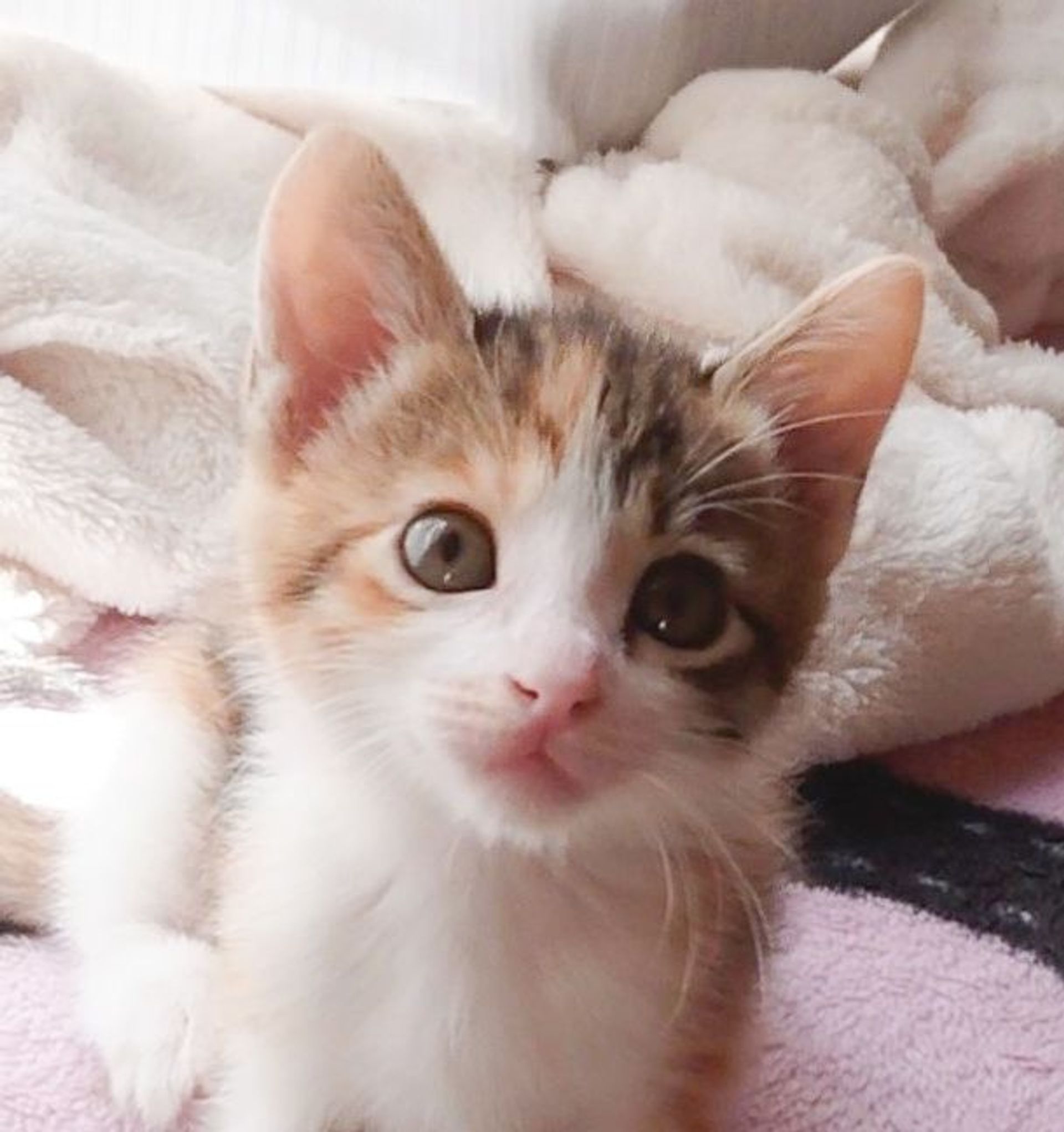 雑種（ミックス猫）・メスの里親募集の写真