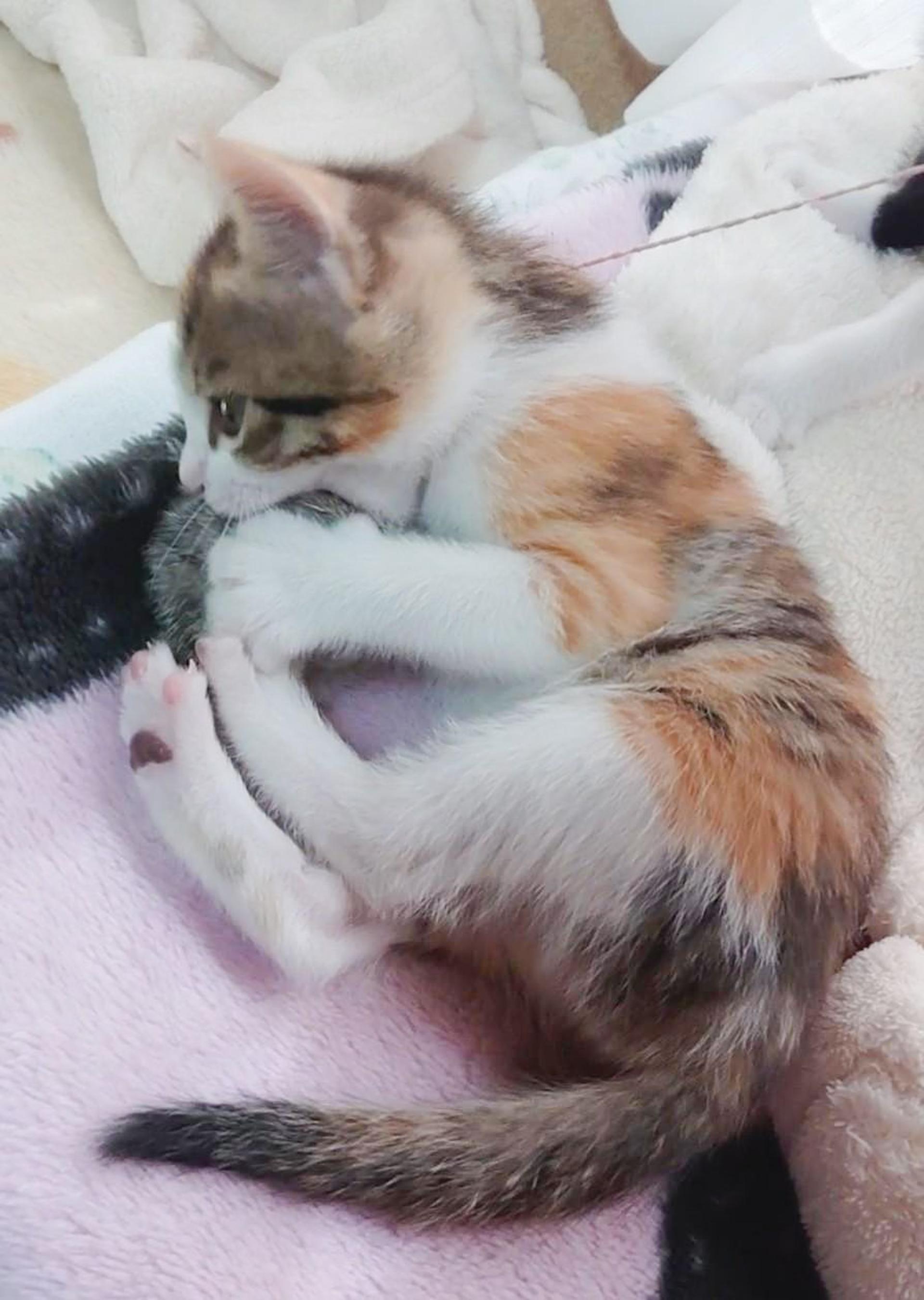pet-image-3