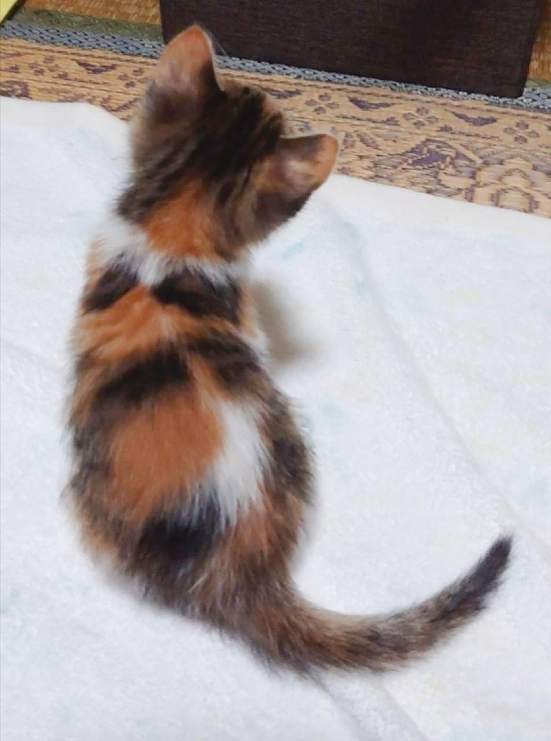 pet-image-5