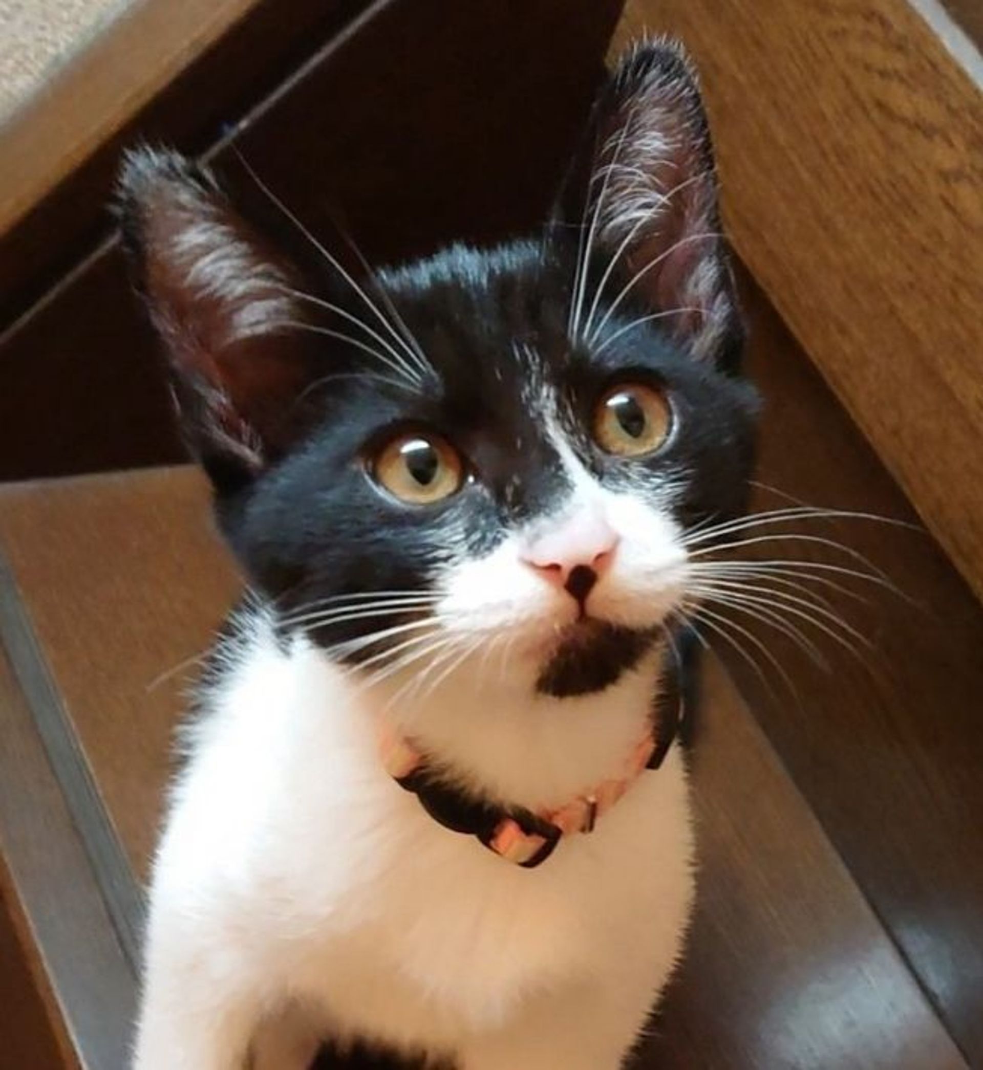 雑種（ミックス猫）・メスの里親募集の写真