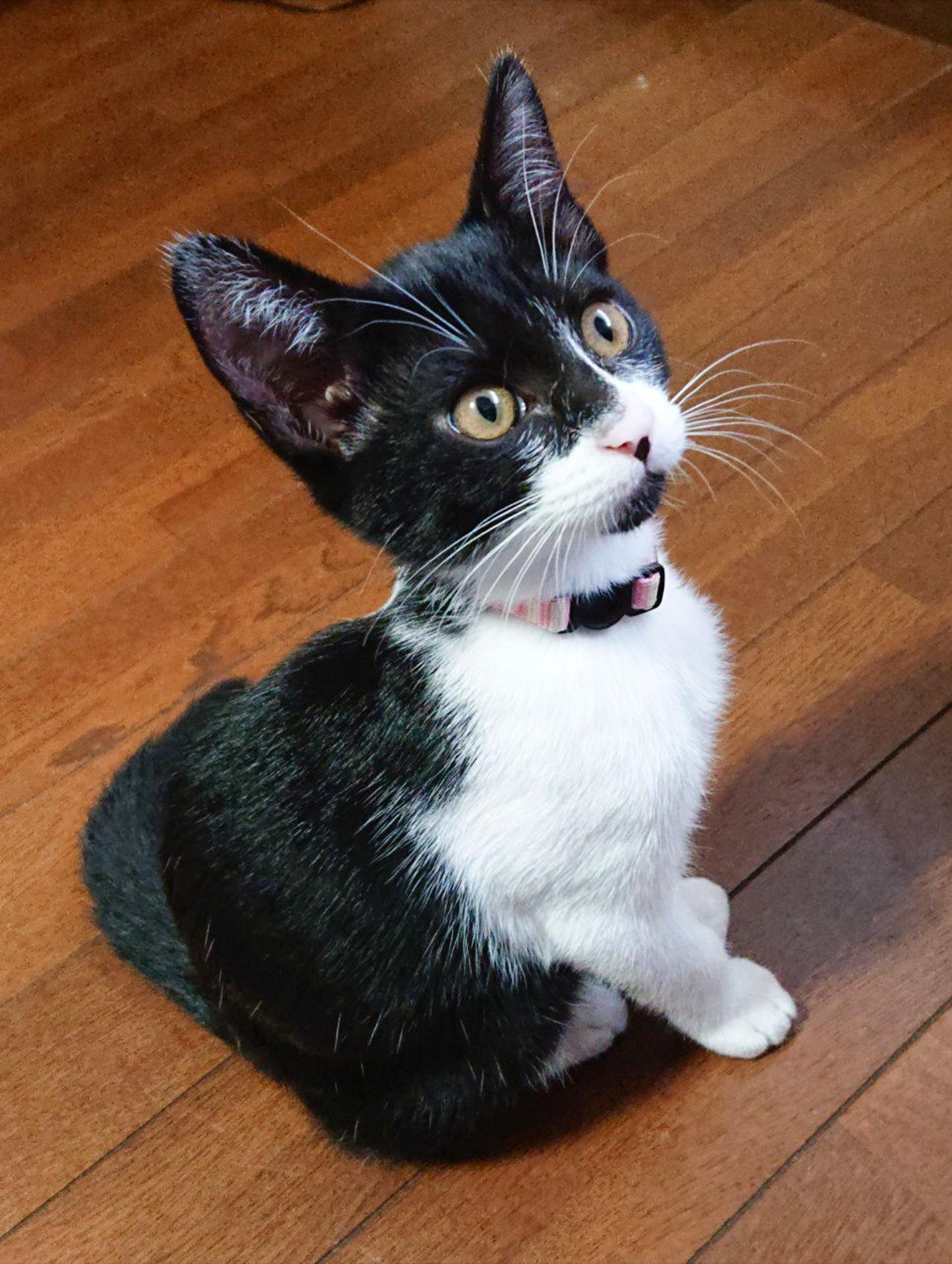 pet-image-2