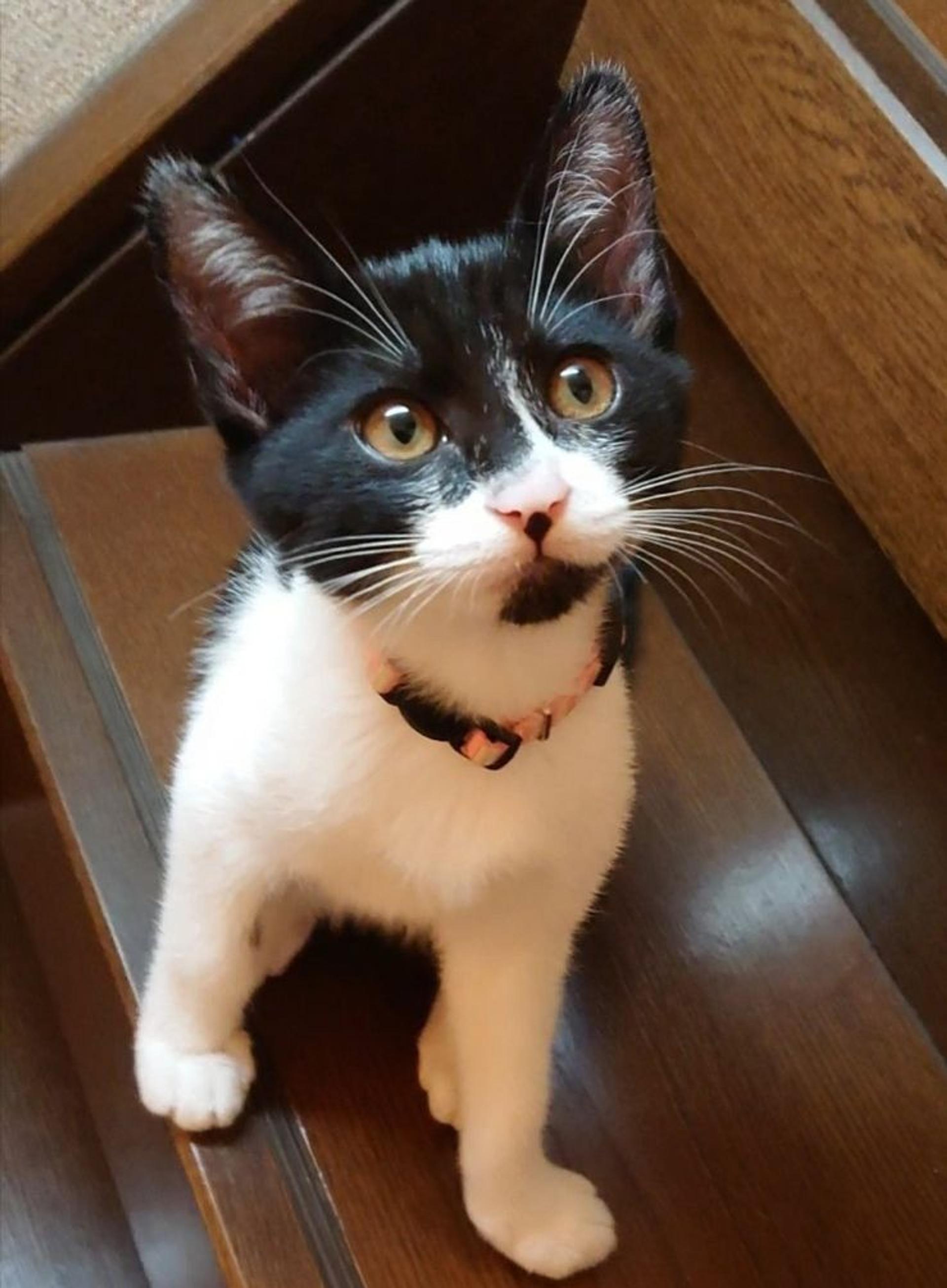 pet-image-3