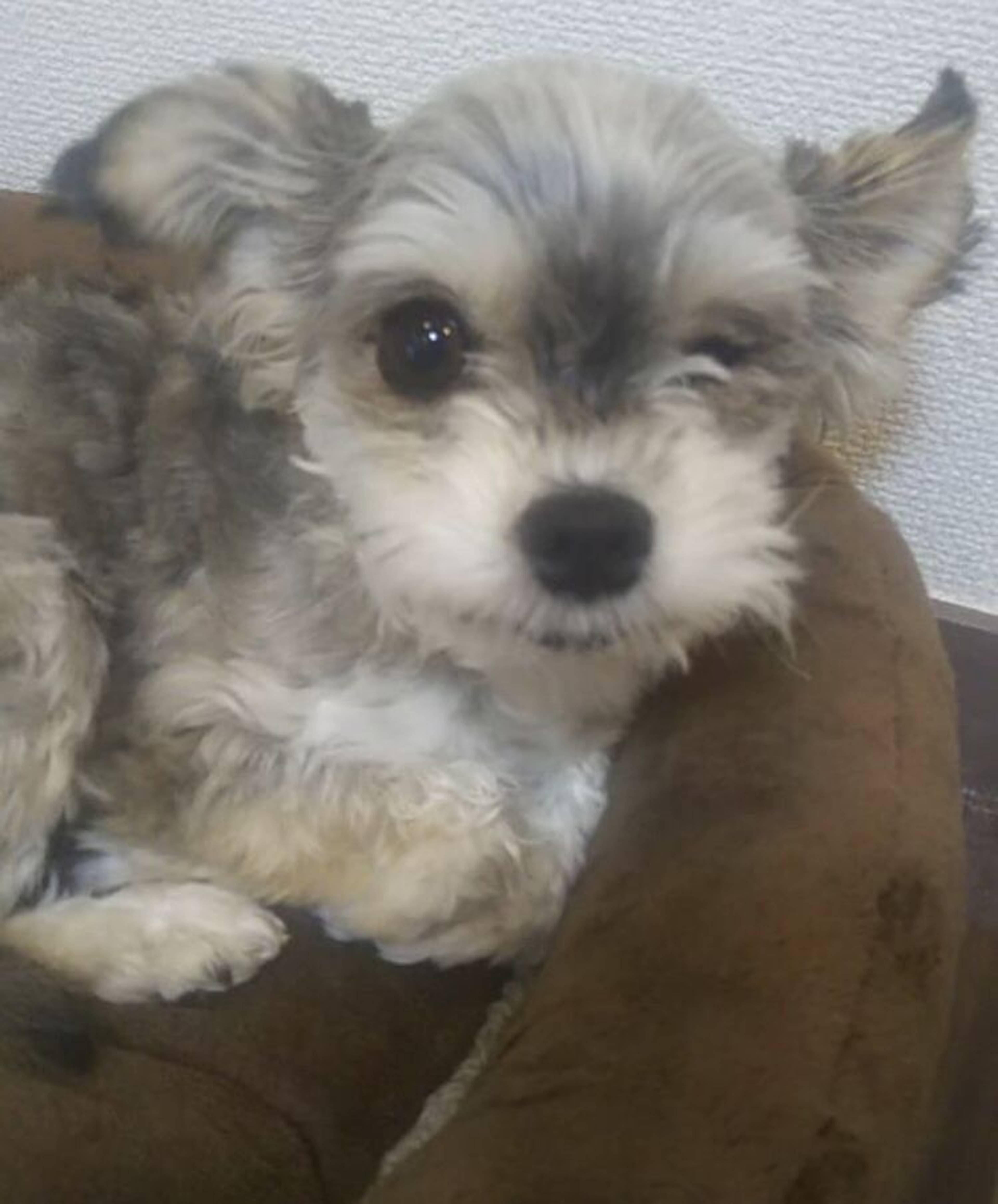 雑種（ミックス犬）・メスの里親募集の写真