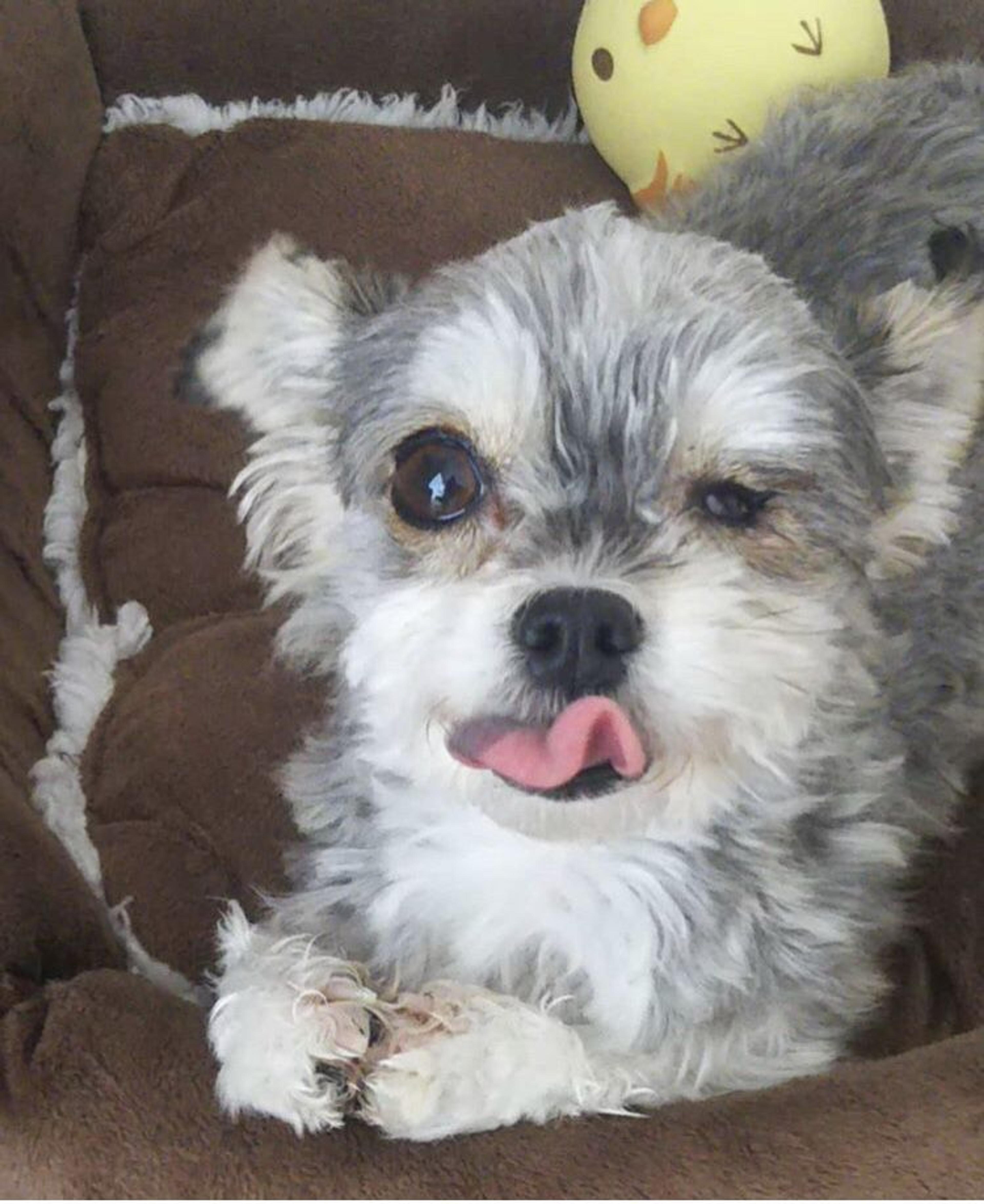 pet-image-2