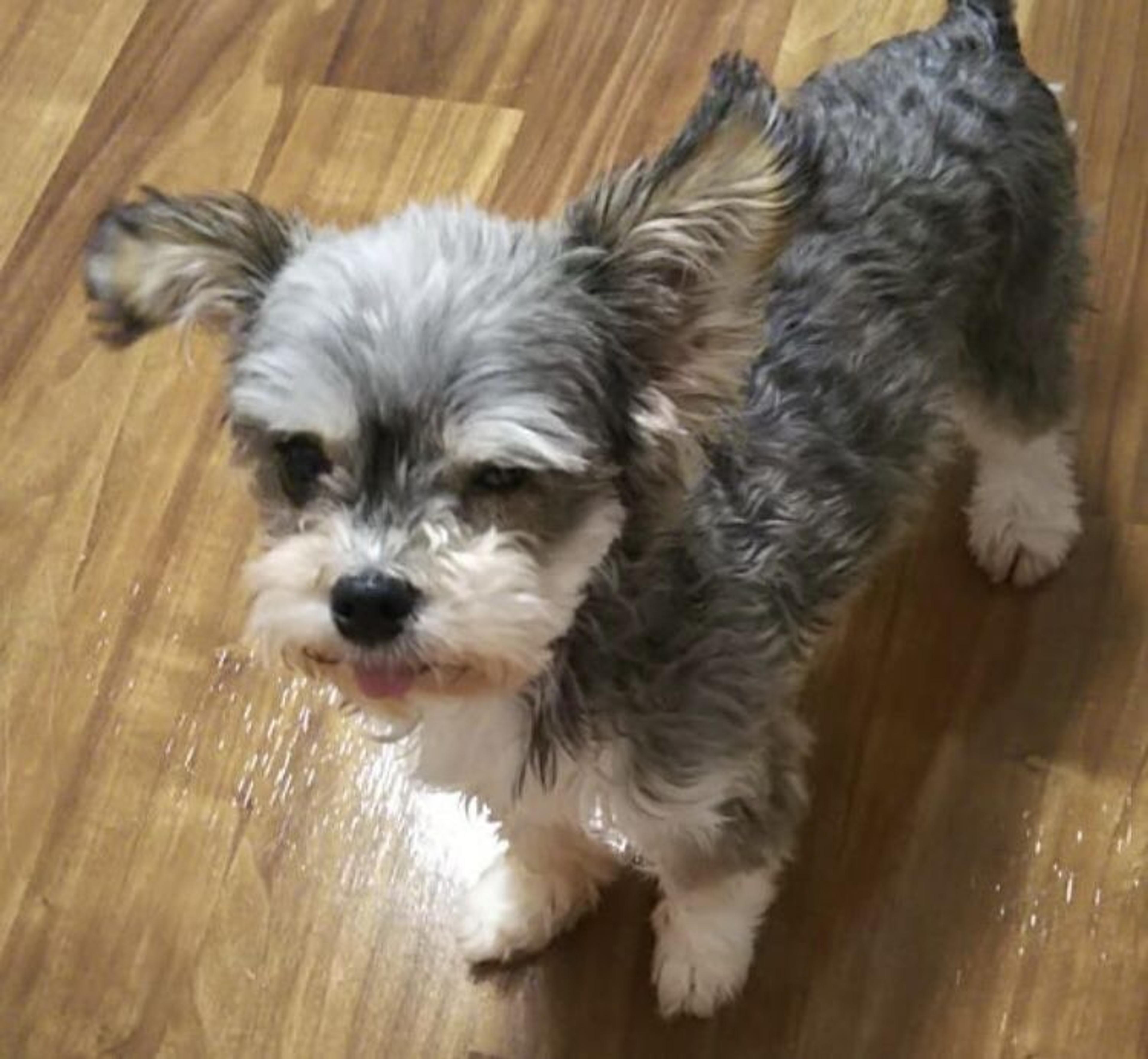 pet-image-3