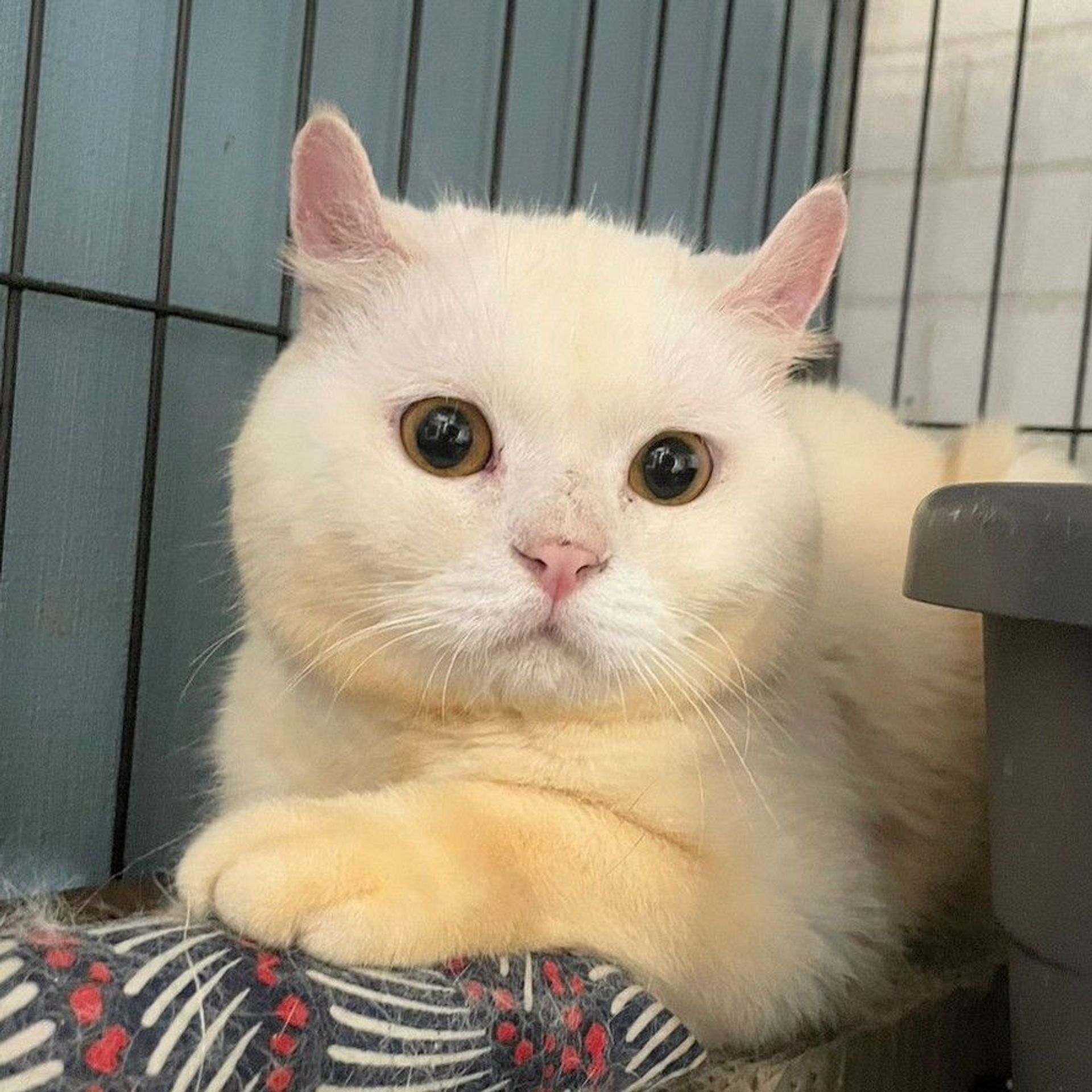 雑種（ミックス猫）・オスの里親募集の写真
