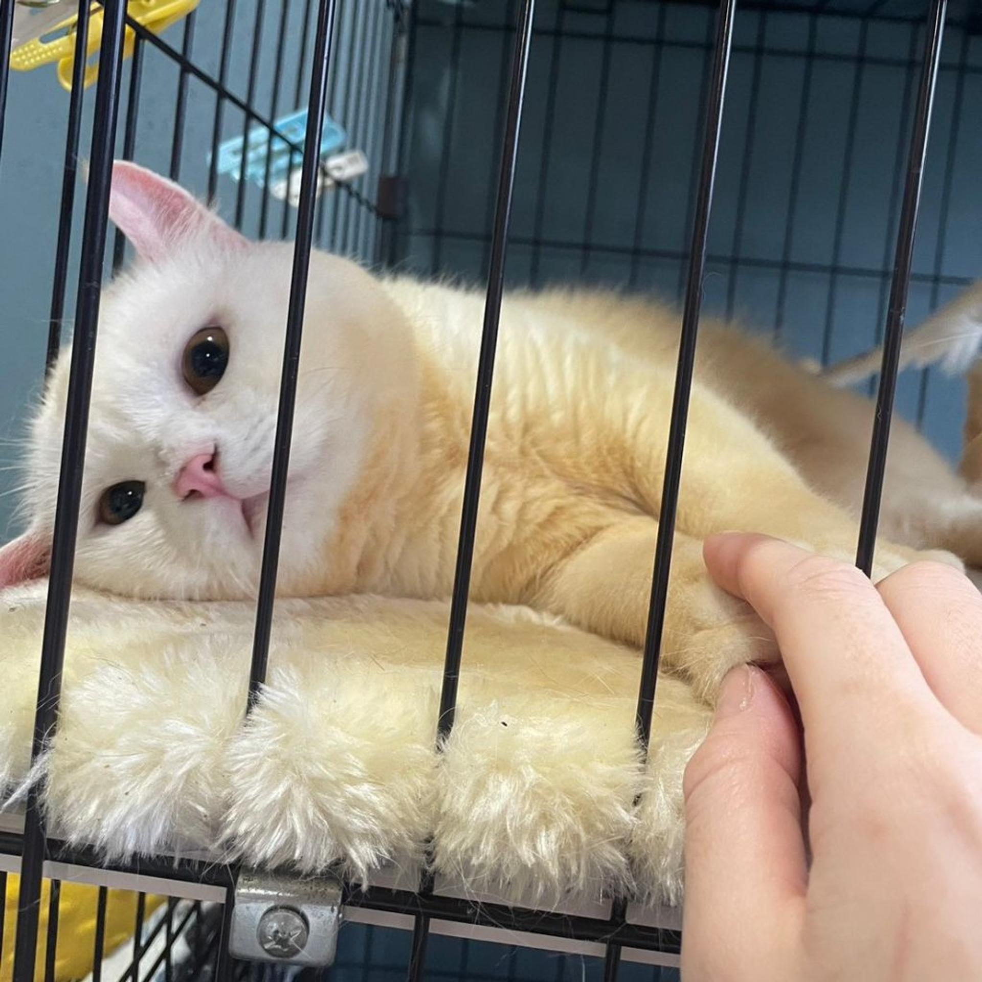pet-image-2