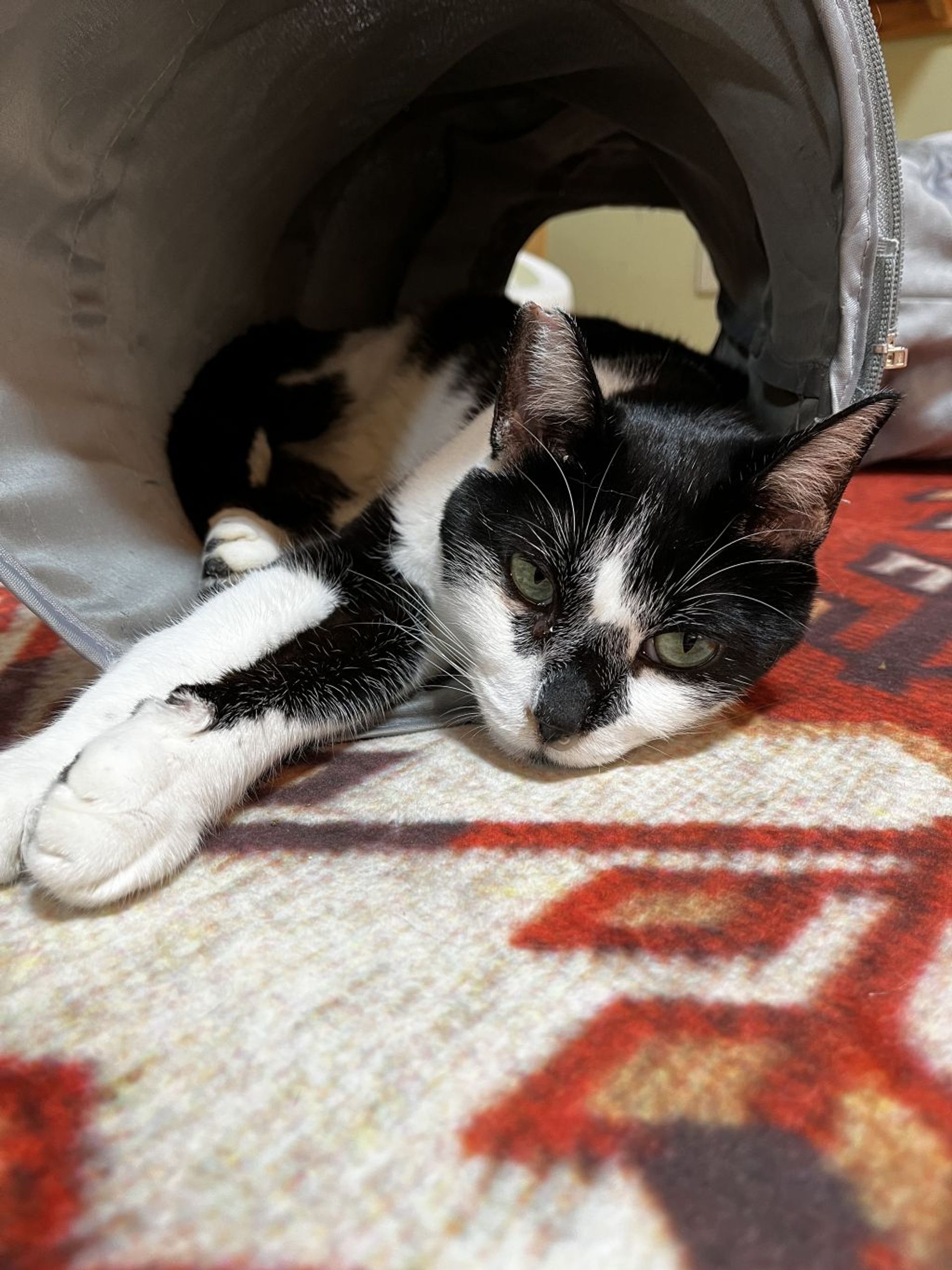 雑種（ミックス猫）・オスの里親募集の写真