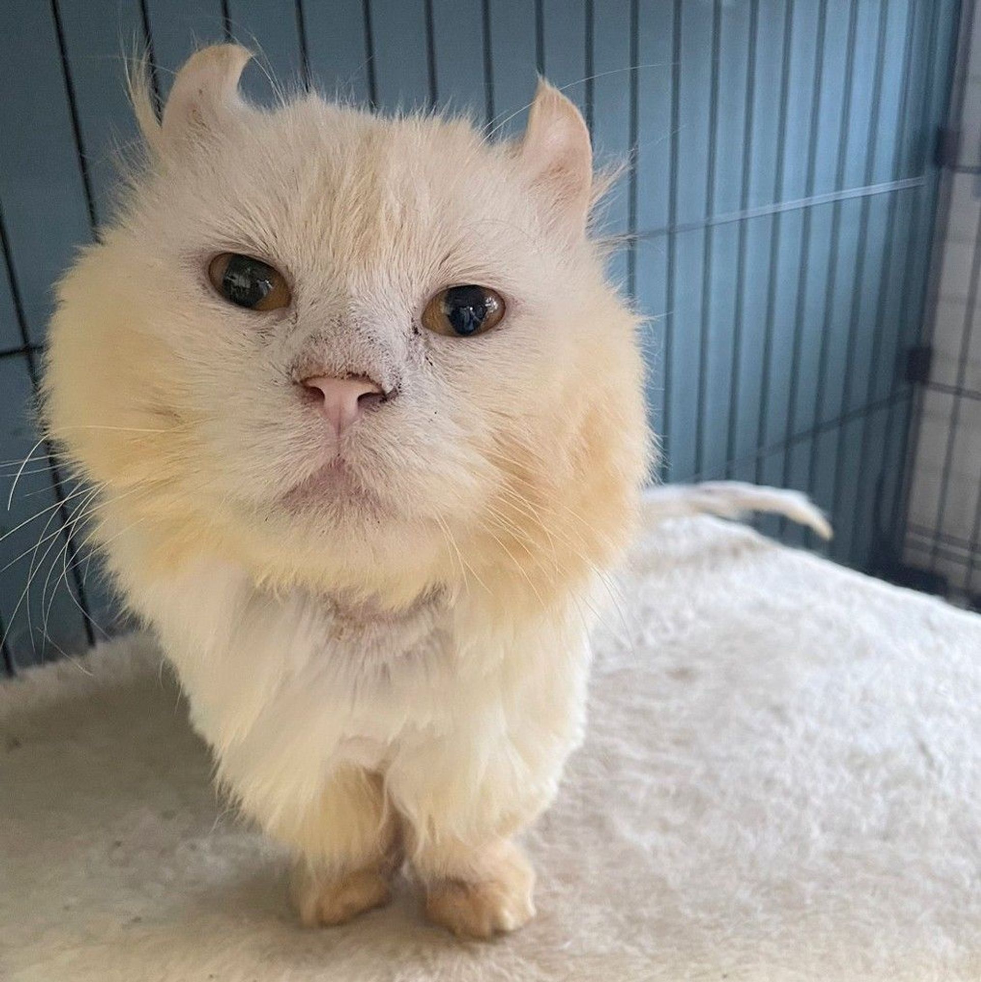 雑種（ミックス猫）・オスの里親募集の写真