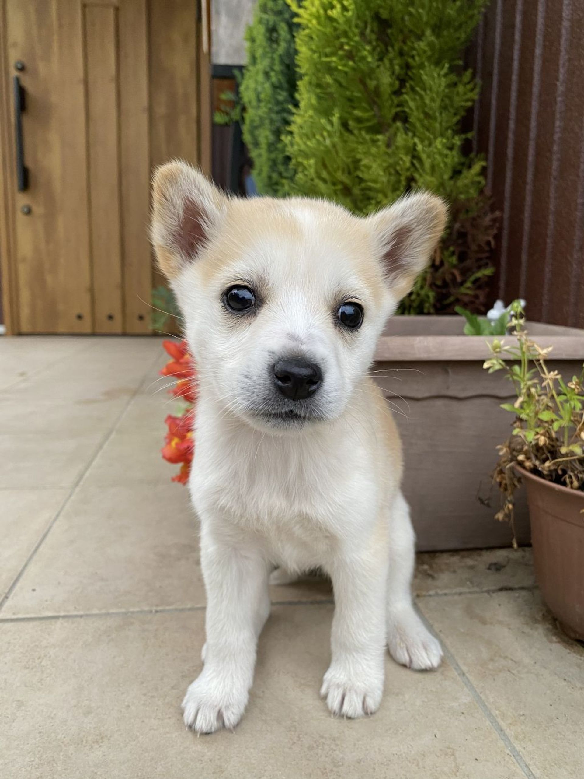 雑種（ミックス犬）・メスの里親募集の写真