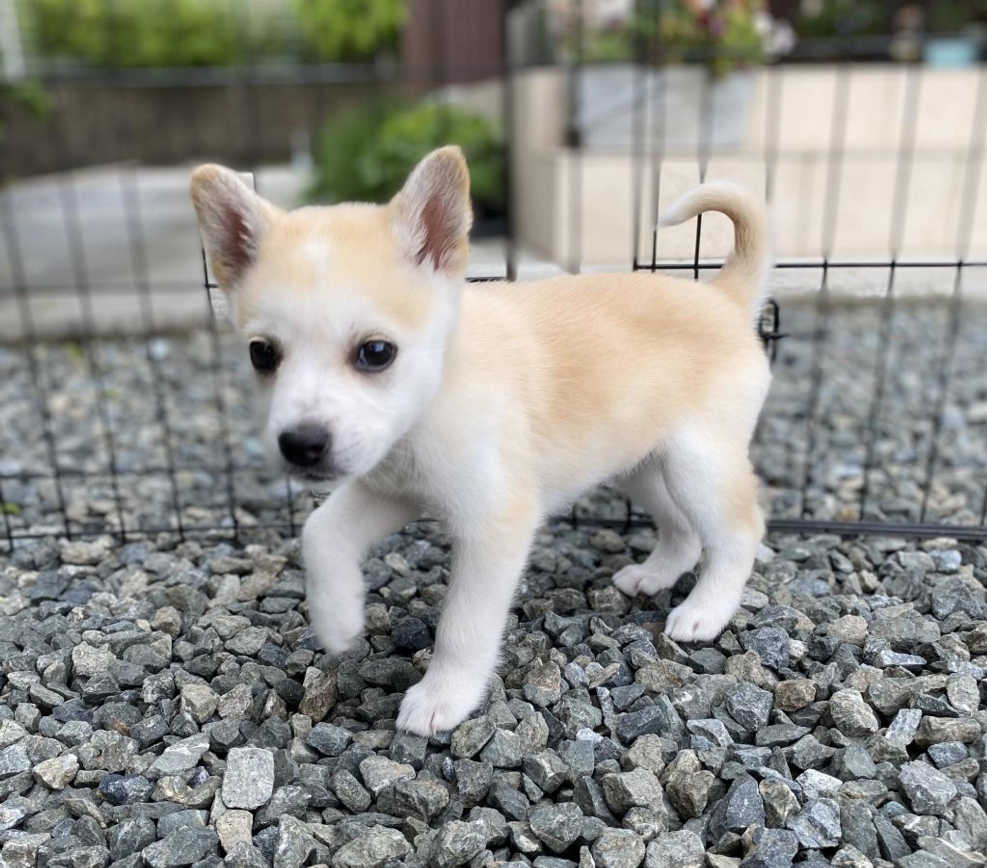 pet-image-2