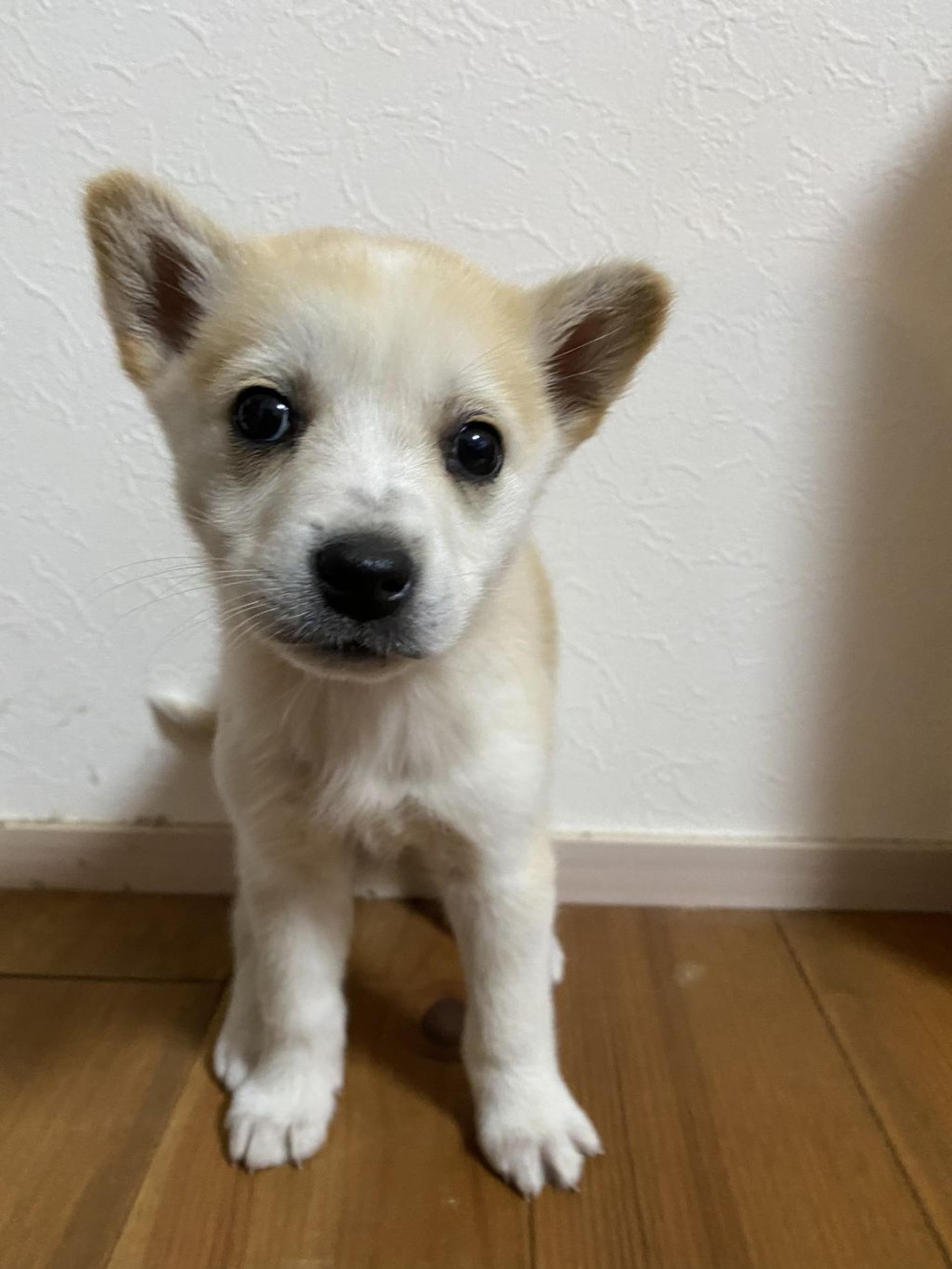 pet-image-4