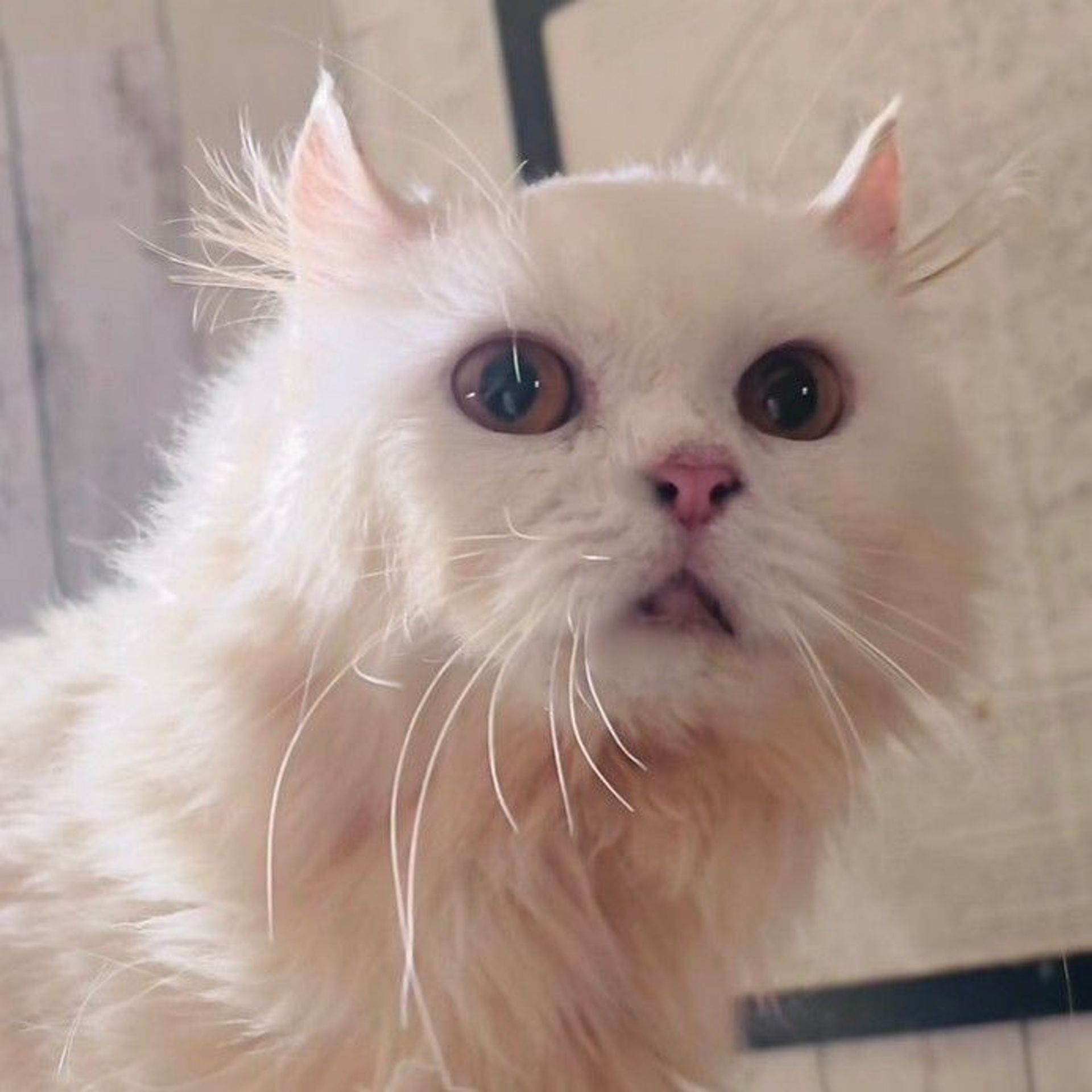 雑種（ミックス猫）・オスの里親募集の写真