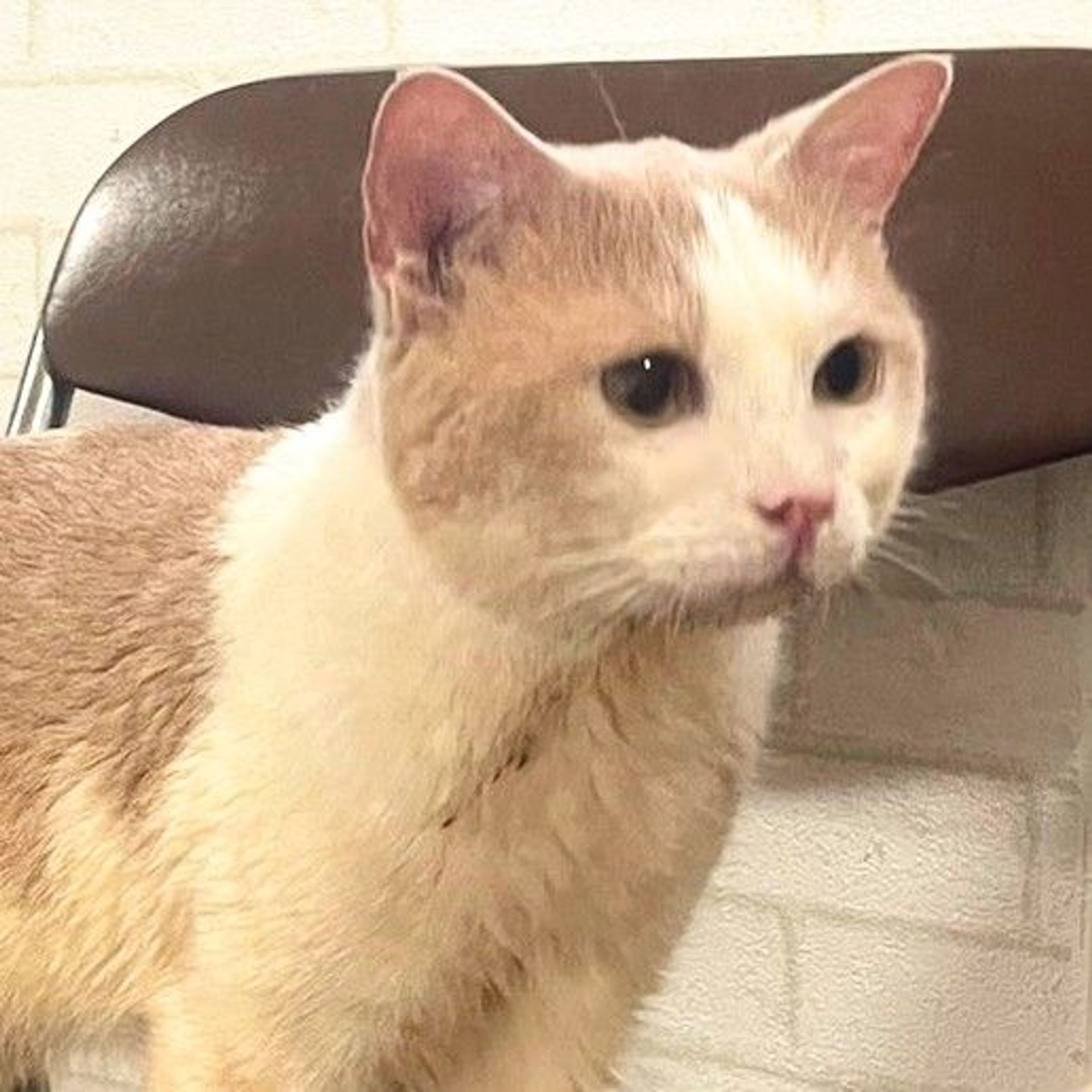 雑種（ミックス猫）・オスの里親募集の写真