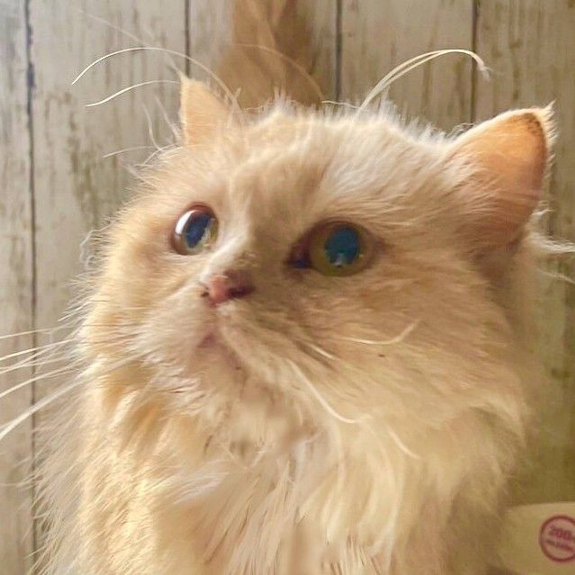 雑種（ミックス猫）・メスの里親募集の写真