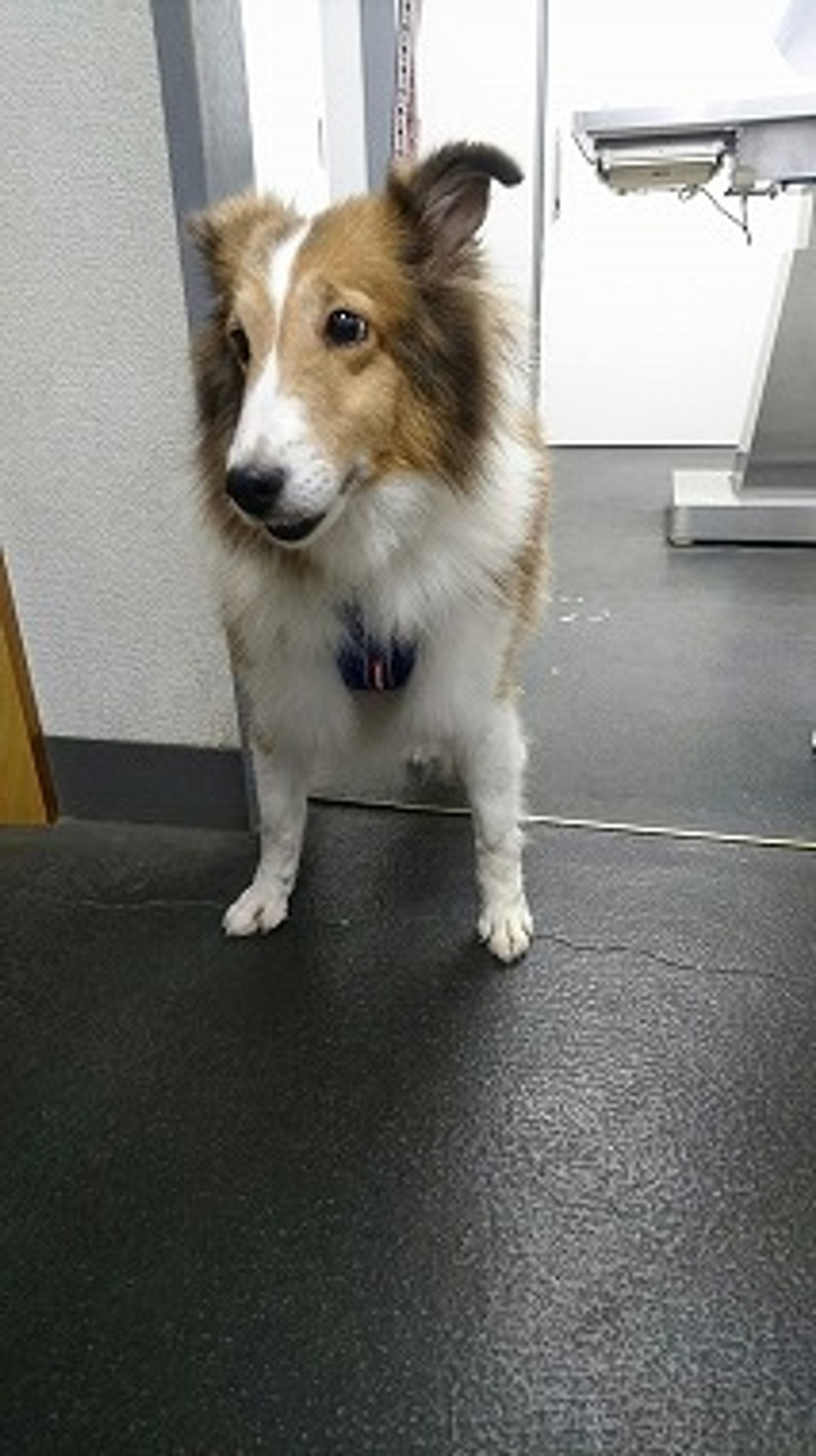 雑種（ミックス犬）・メスの里親募集の写真