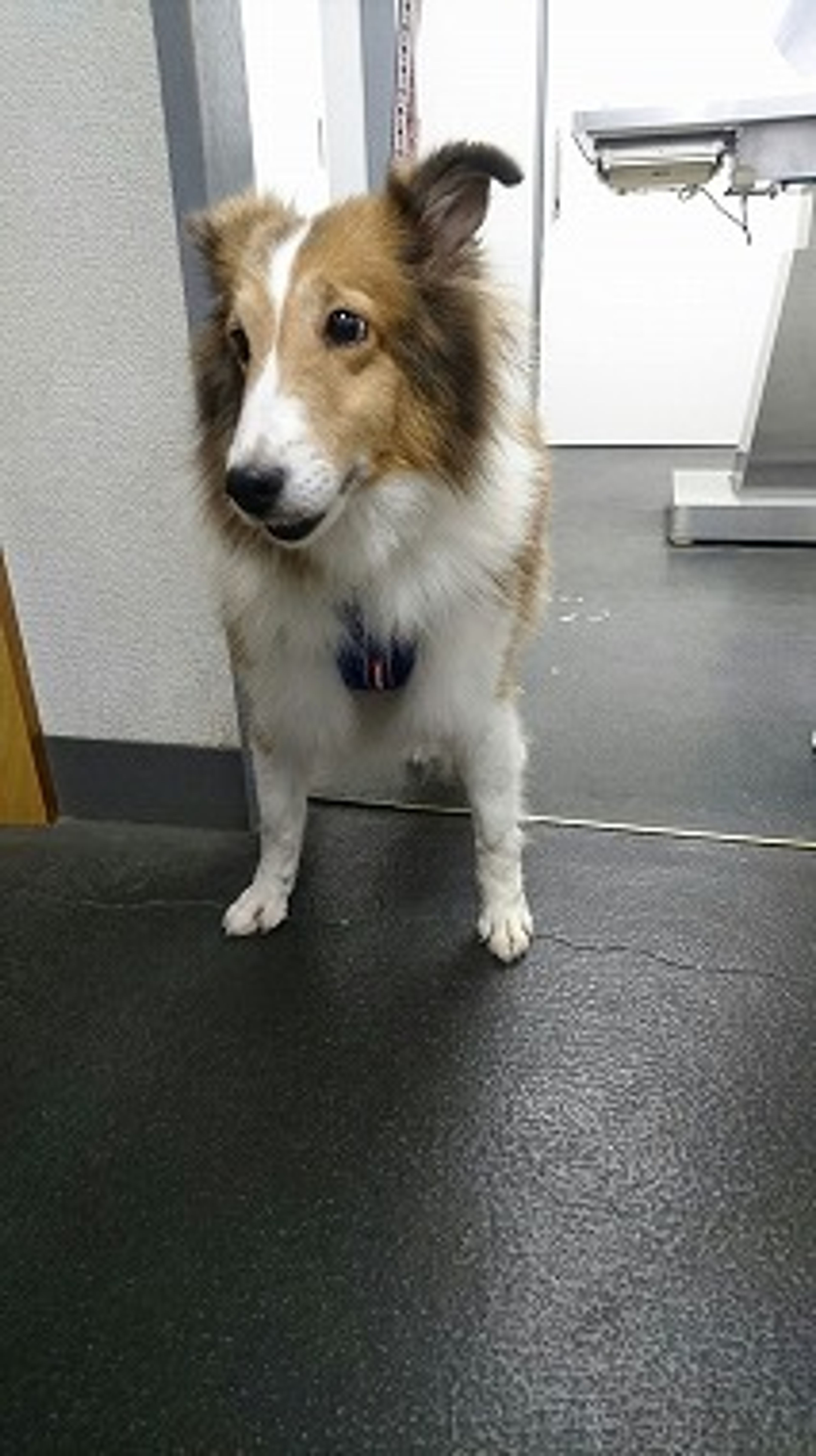 雑種（ミックス犬）・メスの里親募集の写真