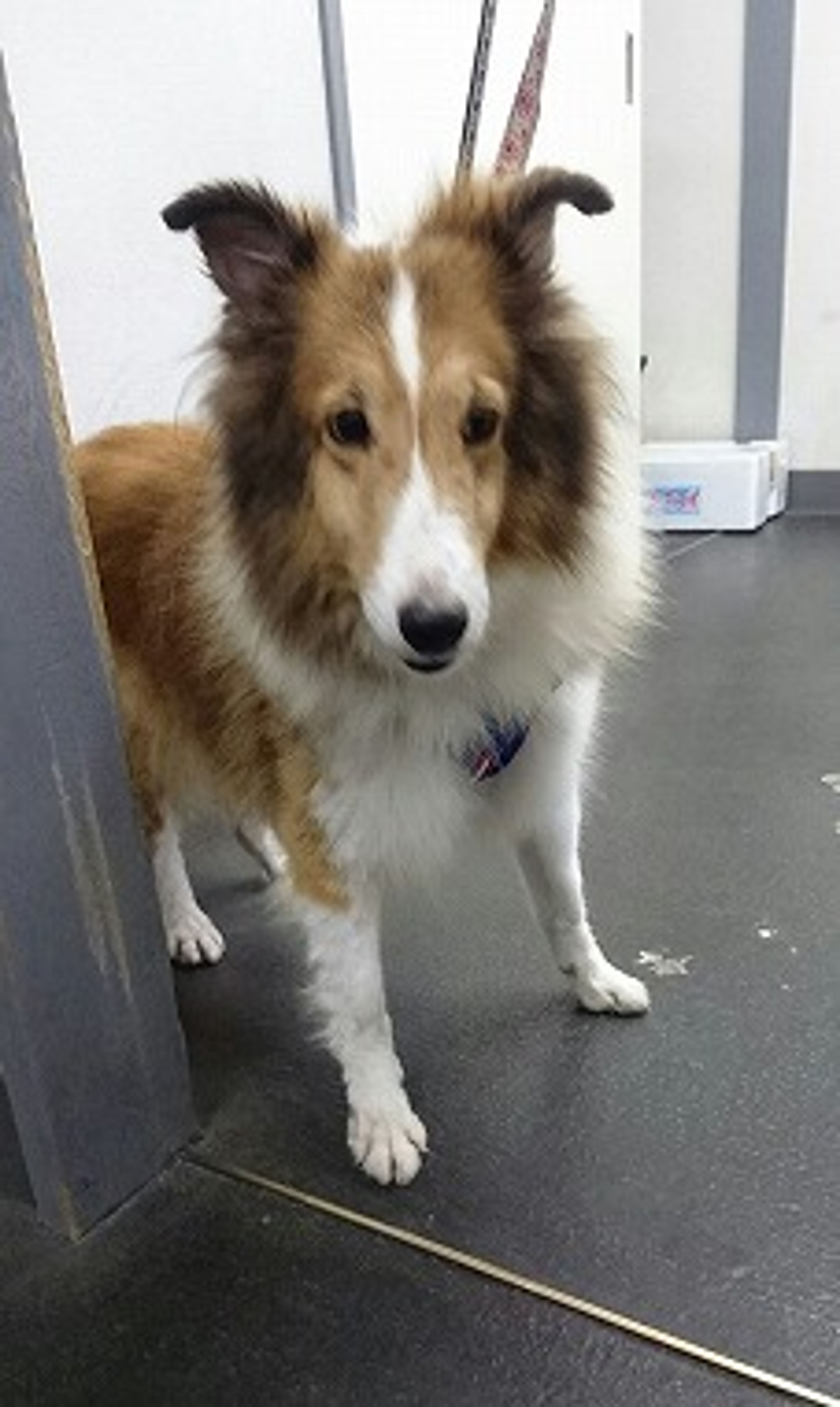 pet-image-3