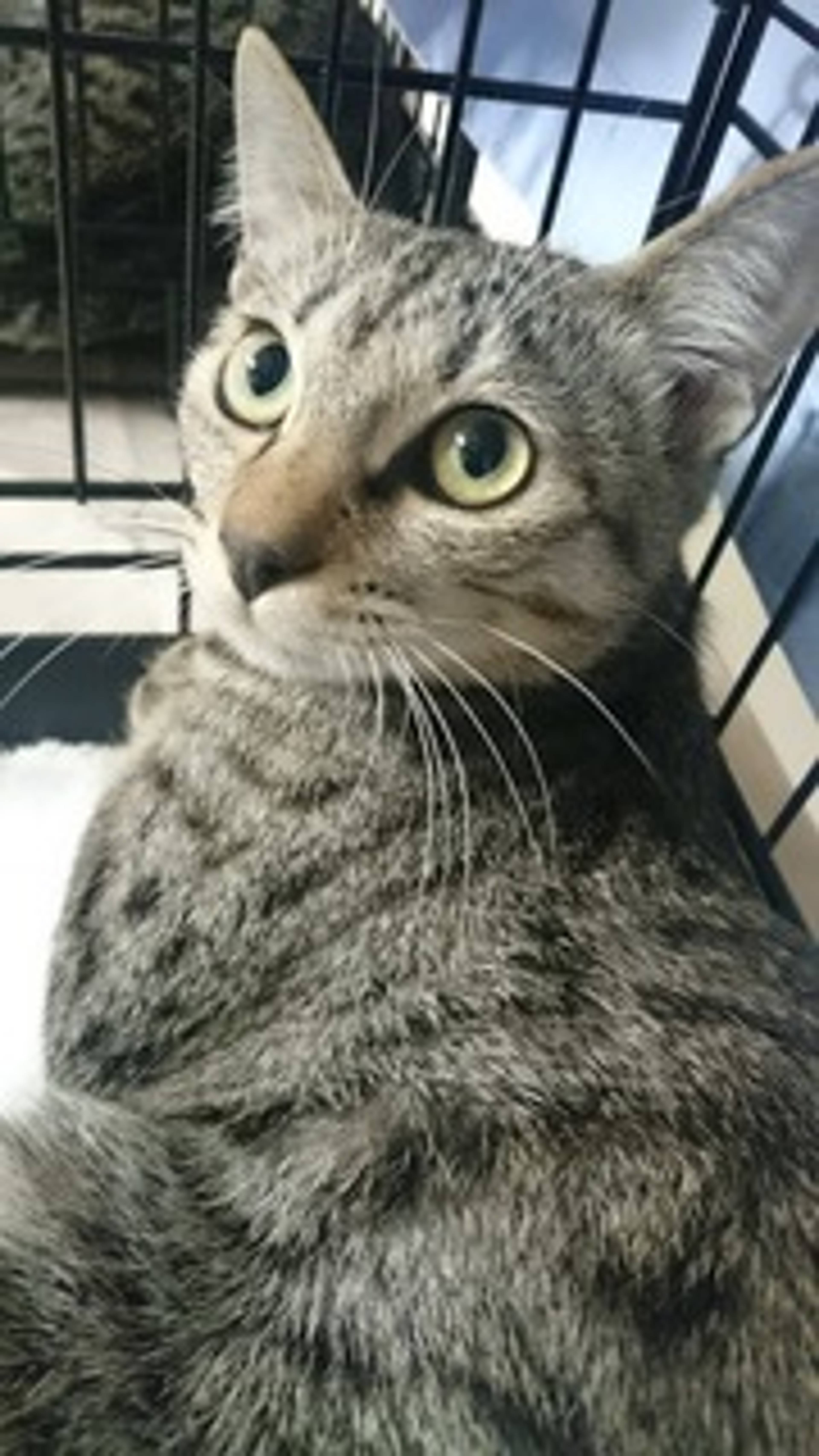 雑種（ミックス猫）・オスの里親募集の写真