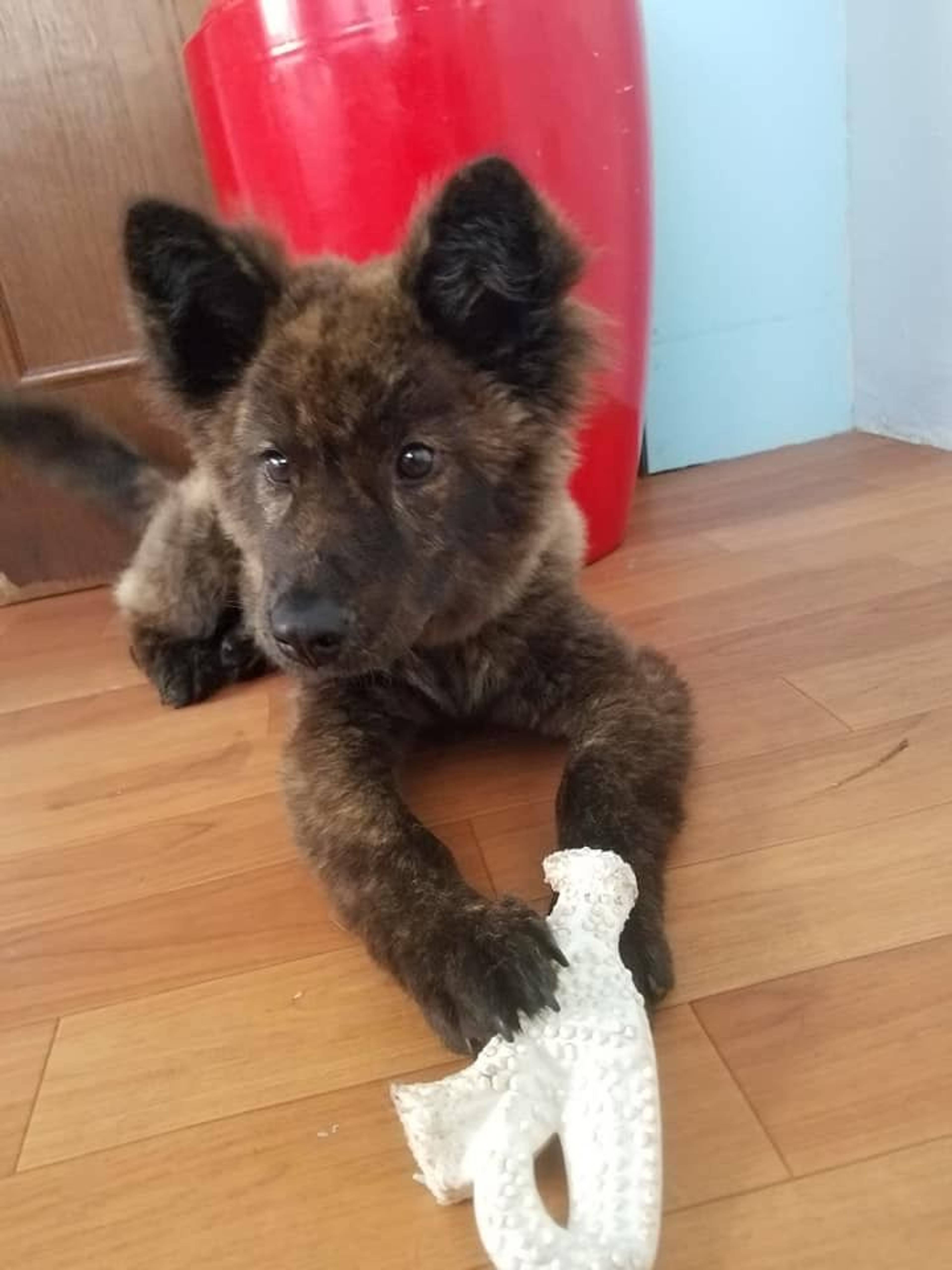 雑種（ミックス犬）・オスの里親募集の写真