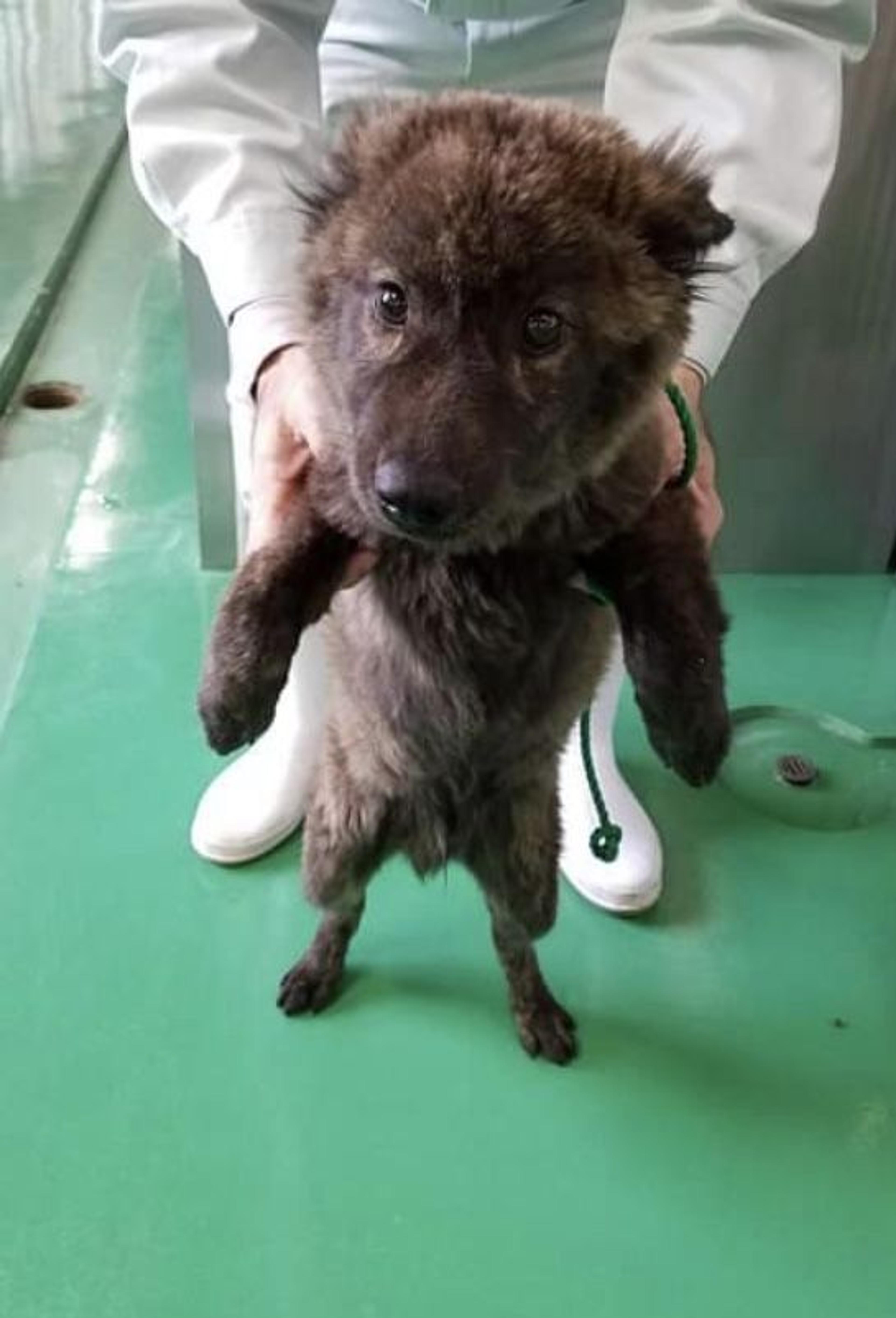 pet-image-2