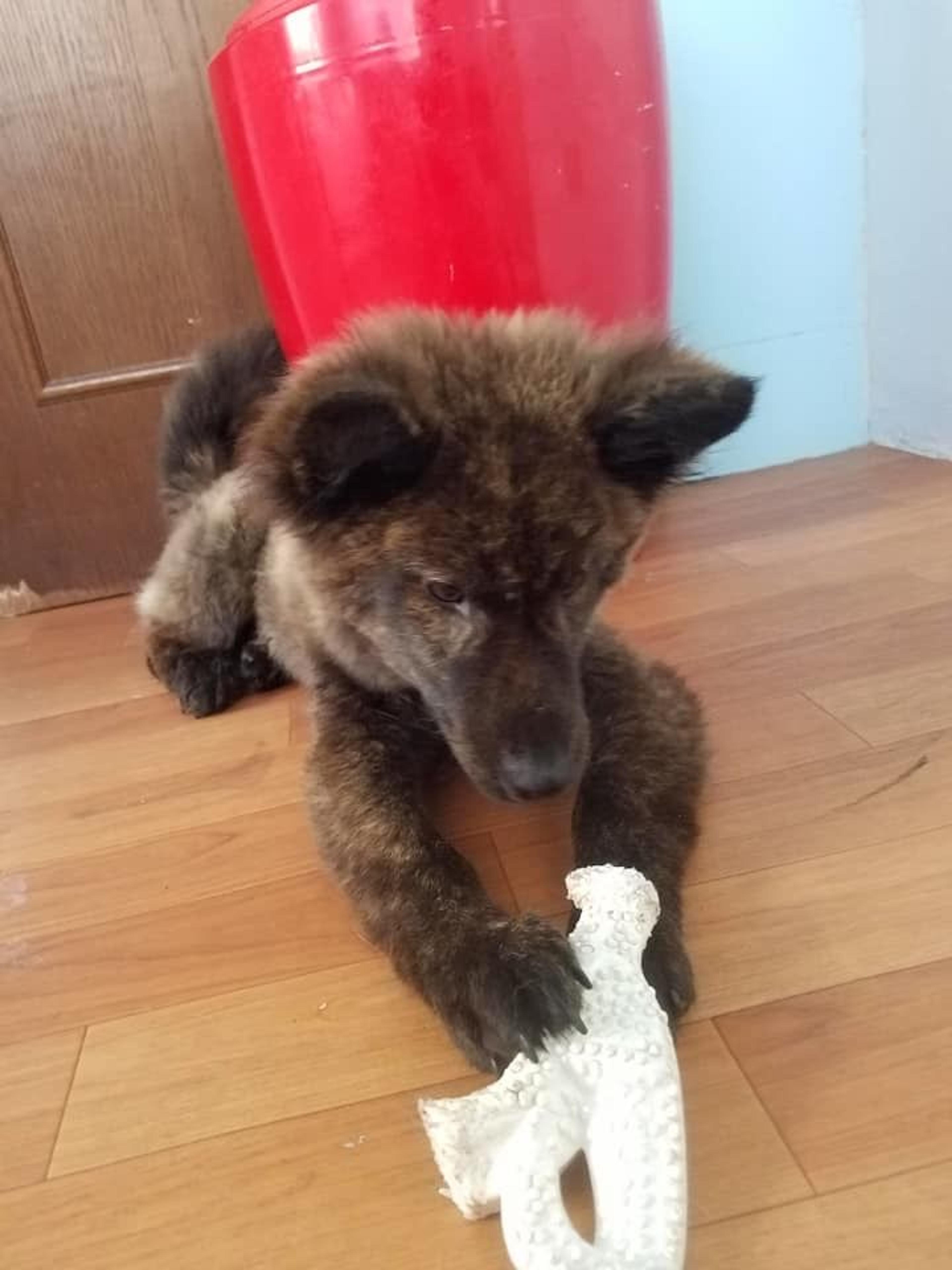 pet-image-3