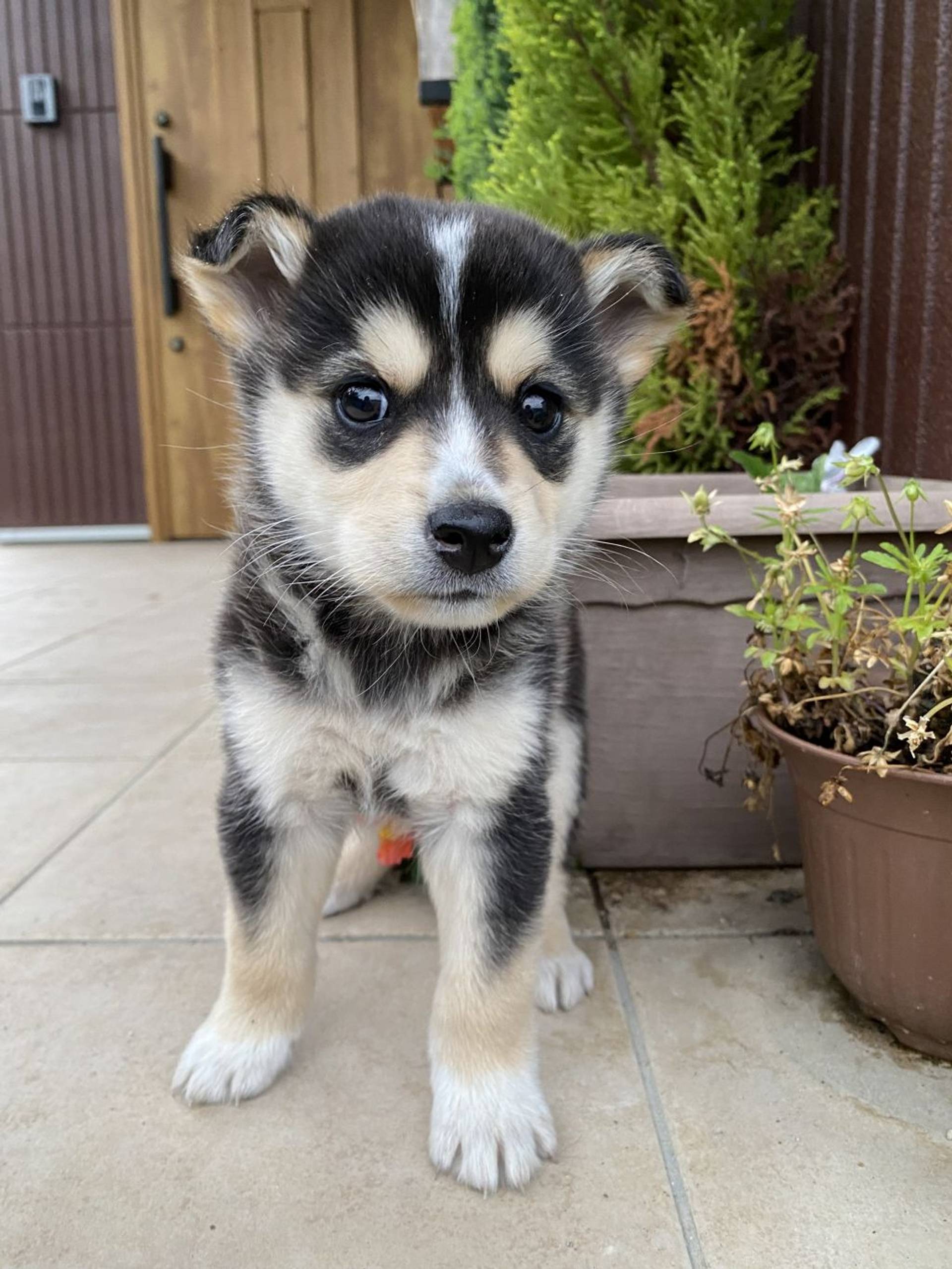 雑種（ミックス犬）・オスの里親募集の写真