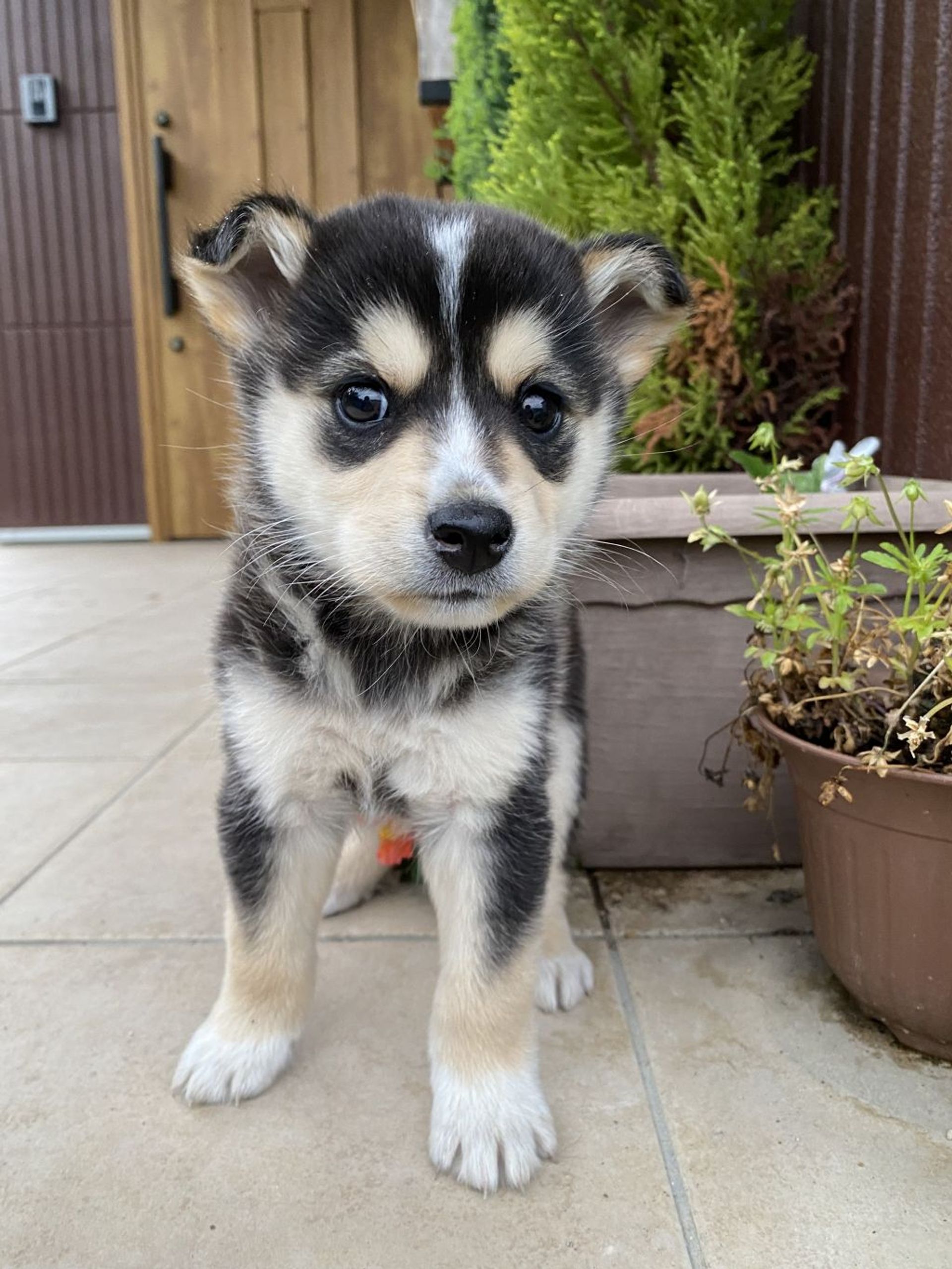 雑種（ミックス犬）・オスの里親募集の写真