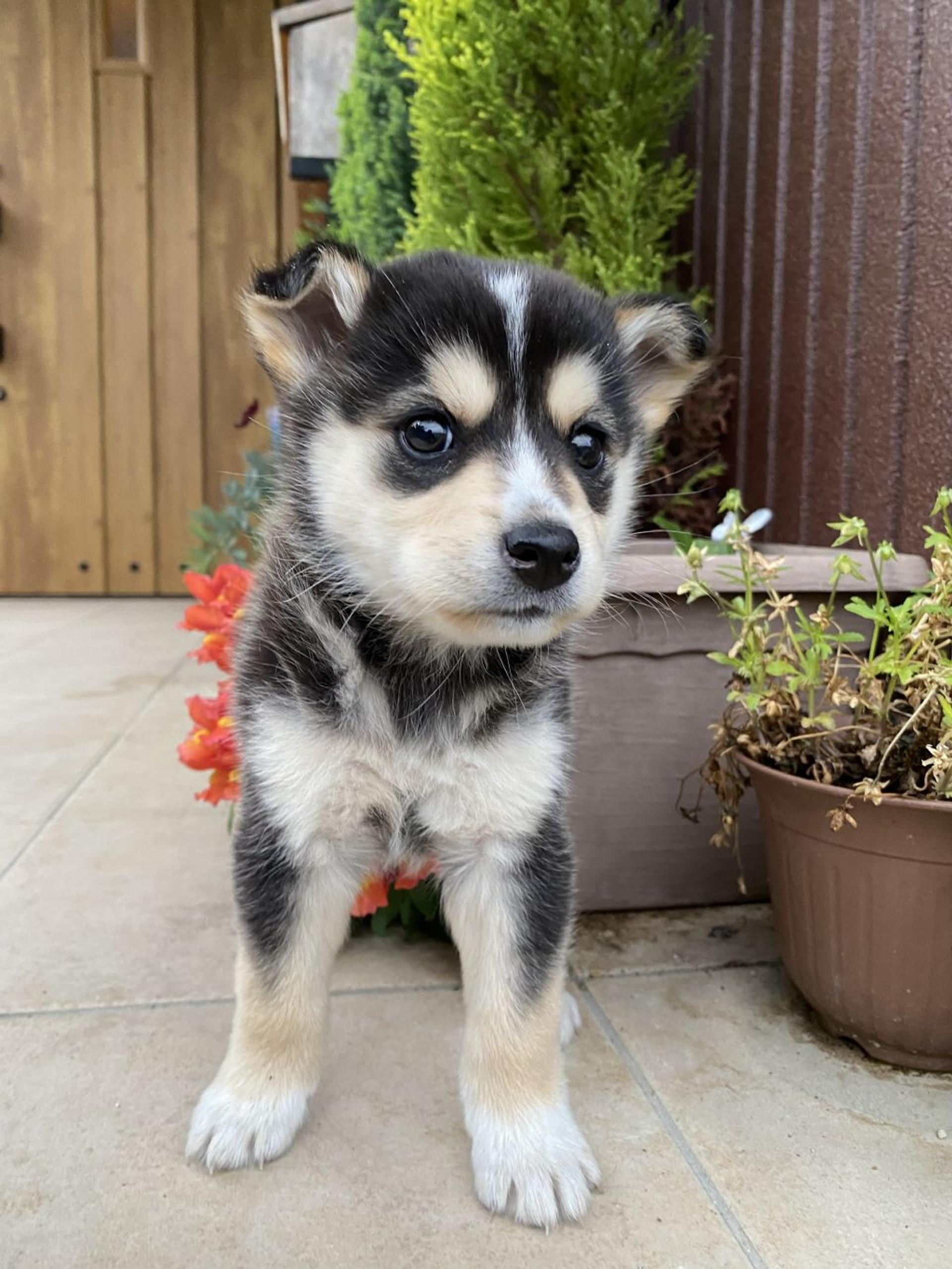 pet-image-2