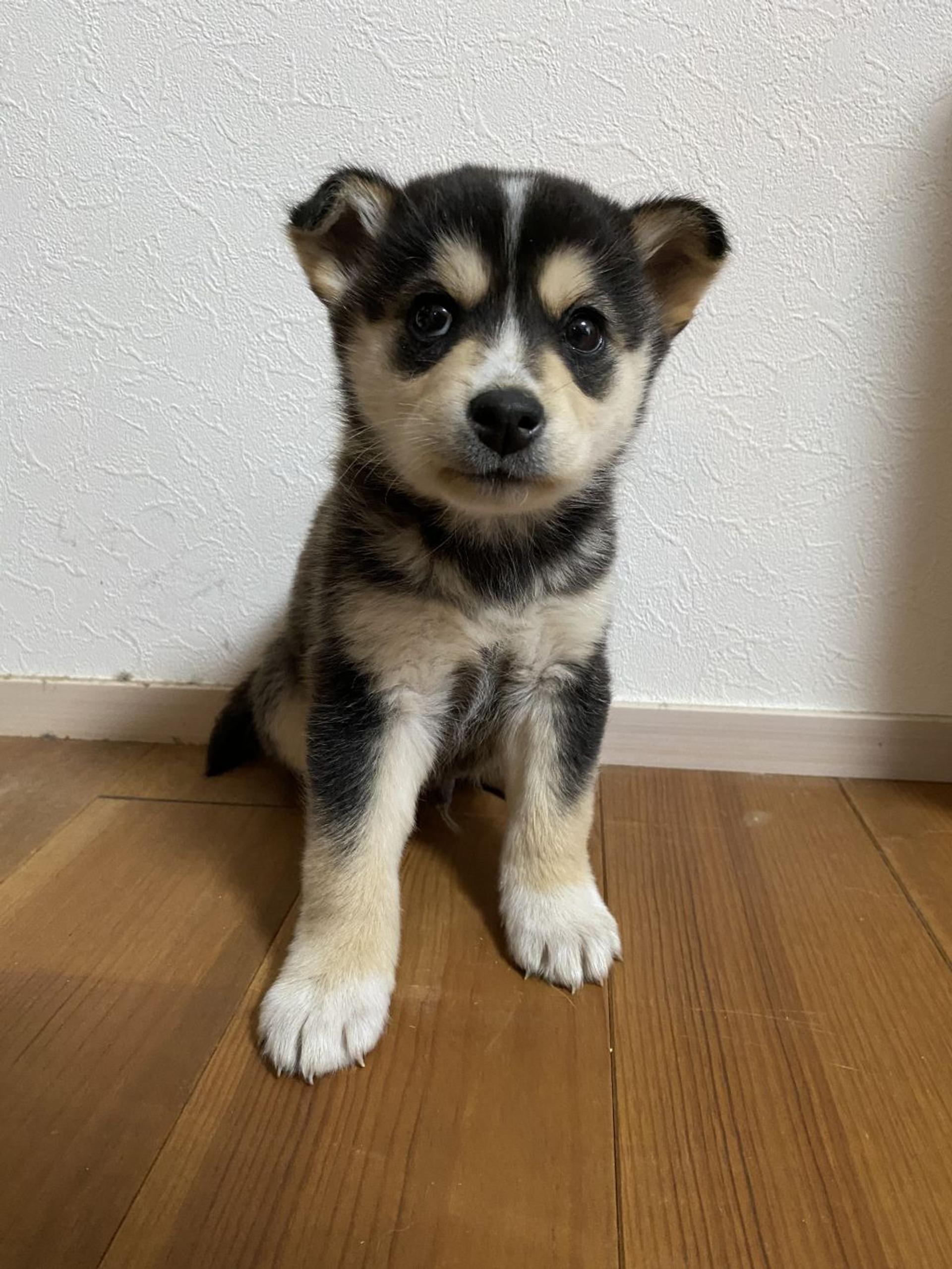 pet-image-3