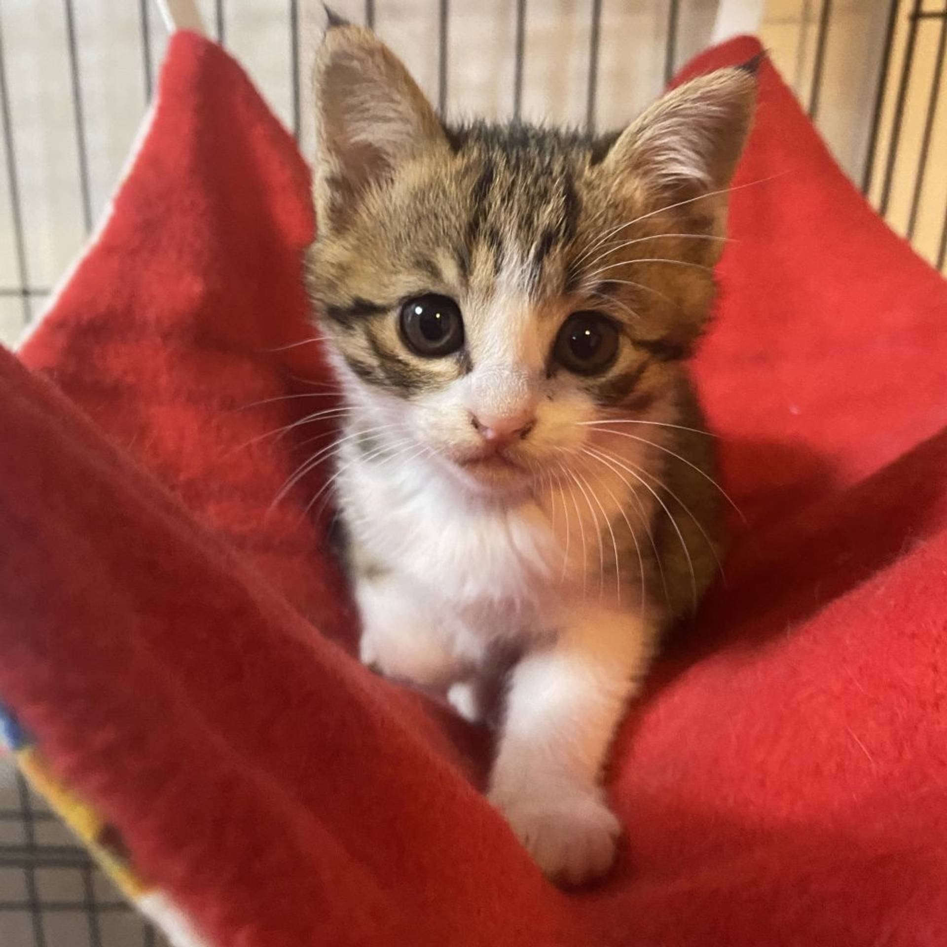 雑種（ミックス猫）・メスの里親募集の写真
