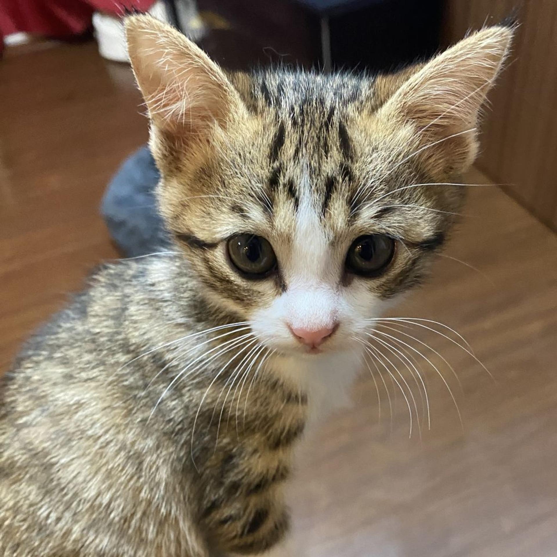 pet-image-7