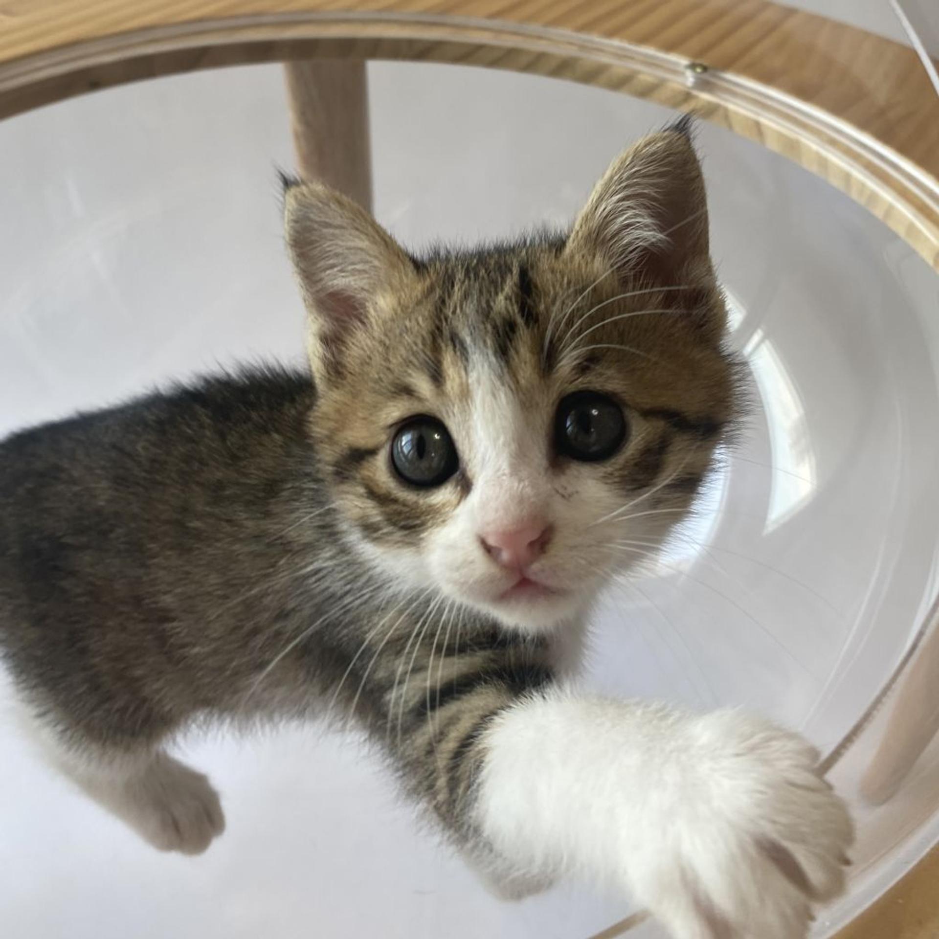 pet-image-9