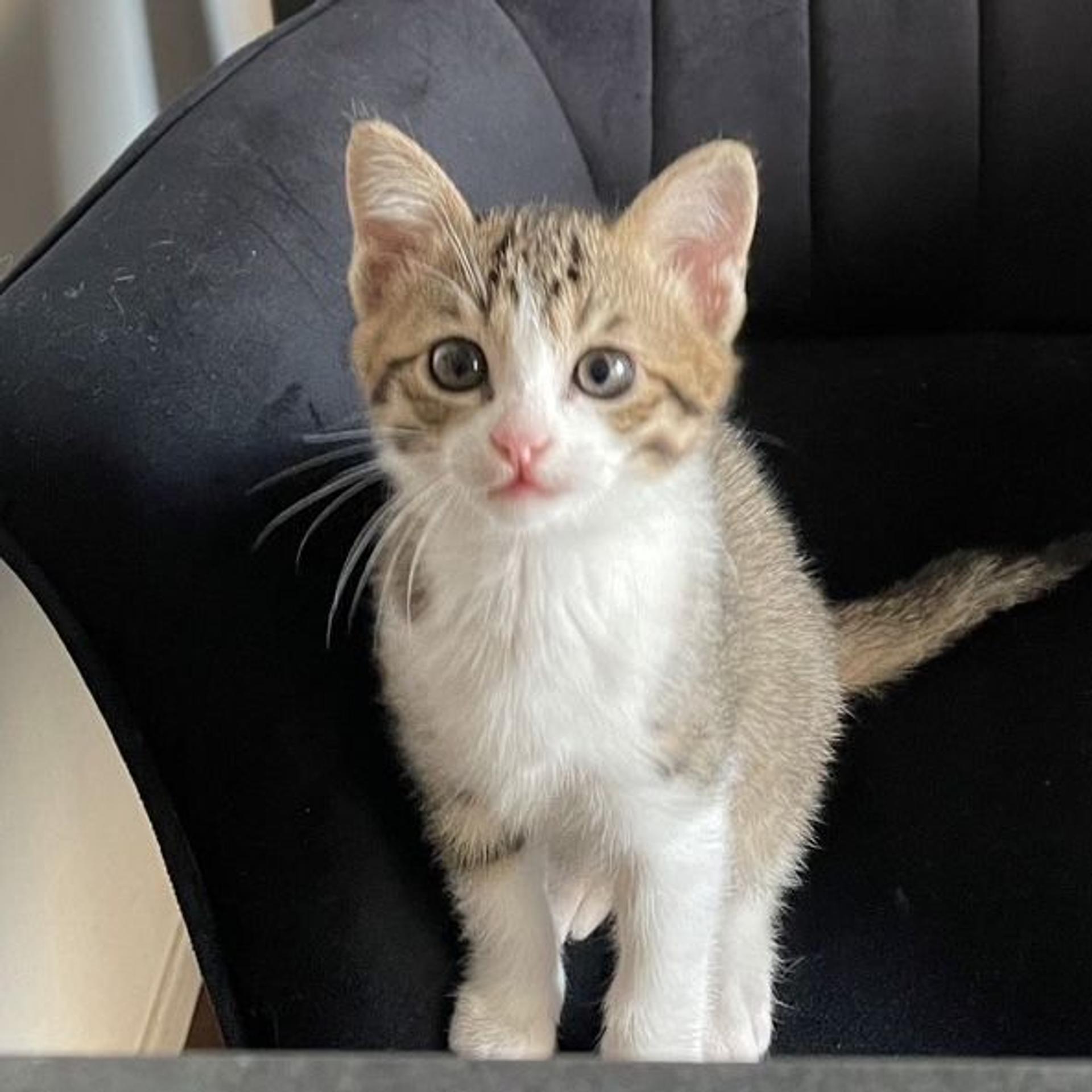 pet-image-4