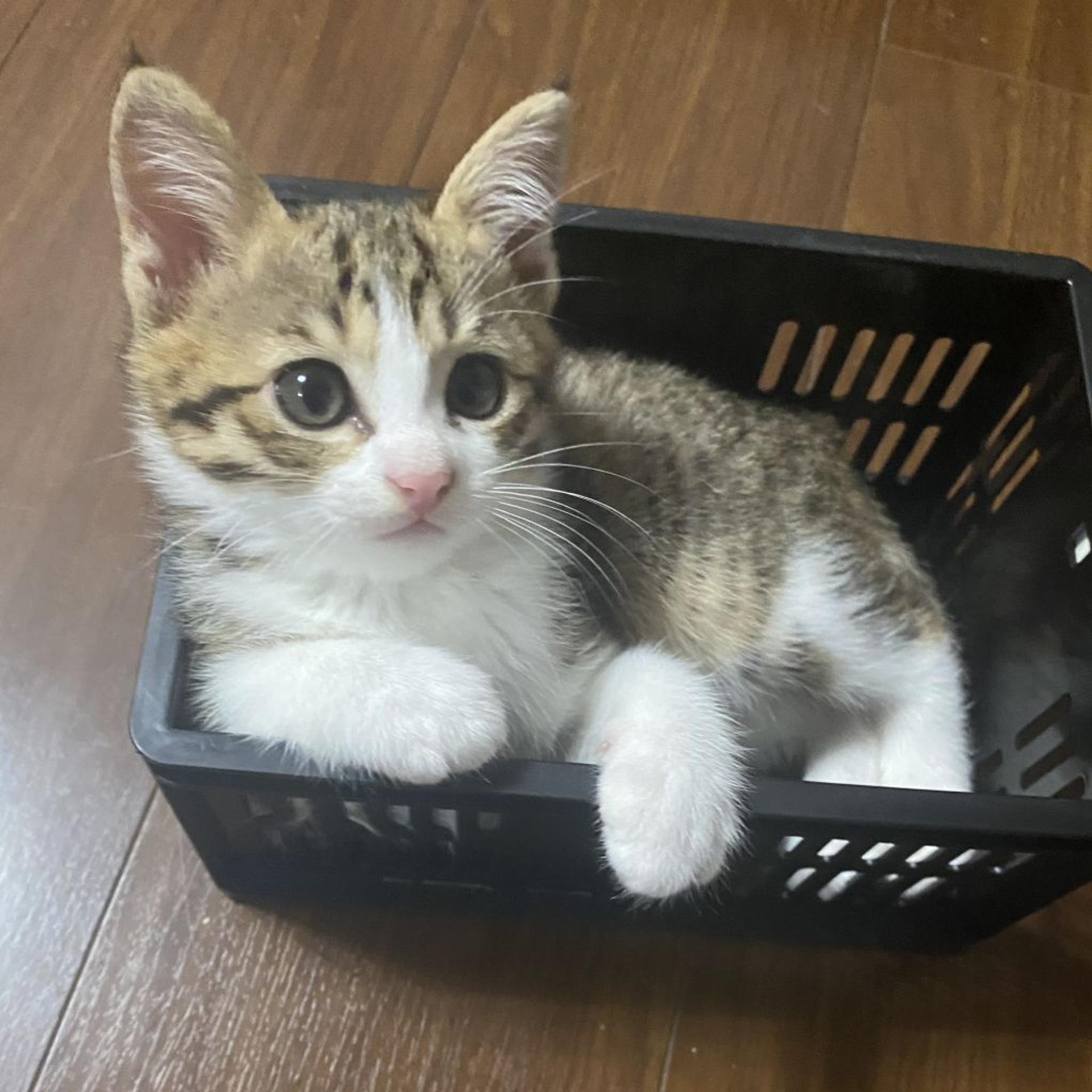pet-image-5