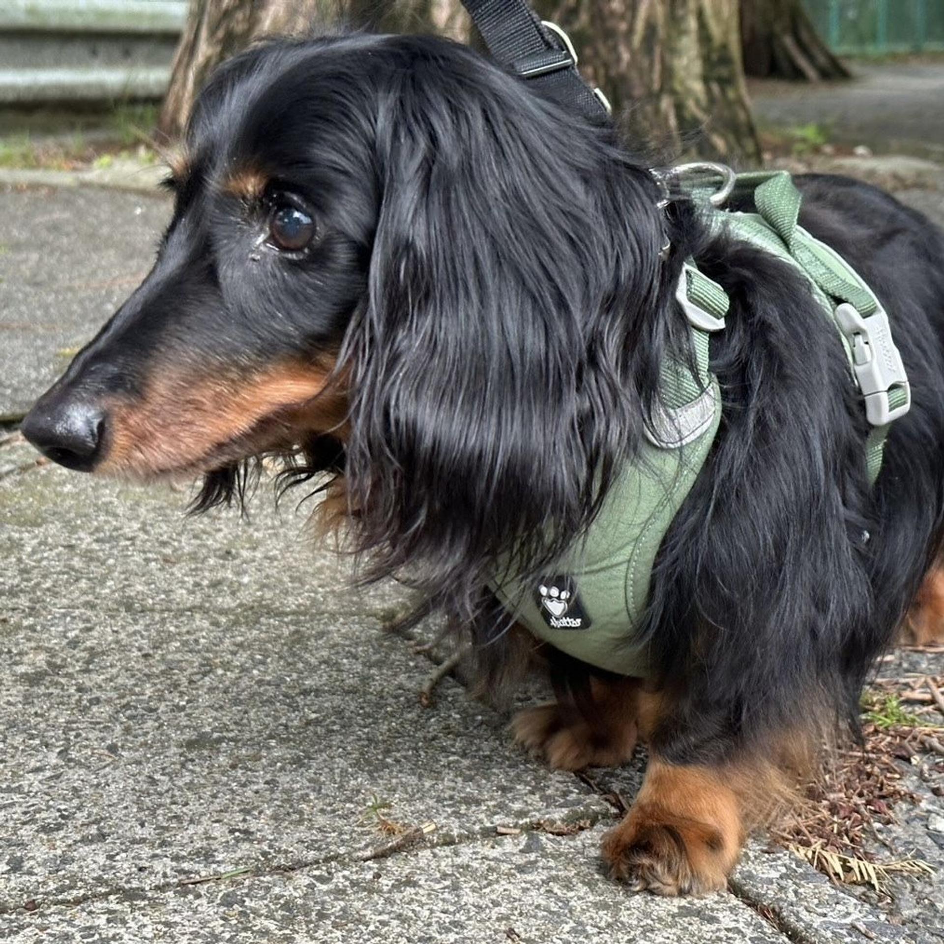 pet-image-4