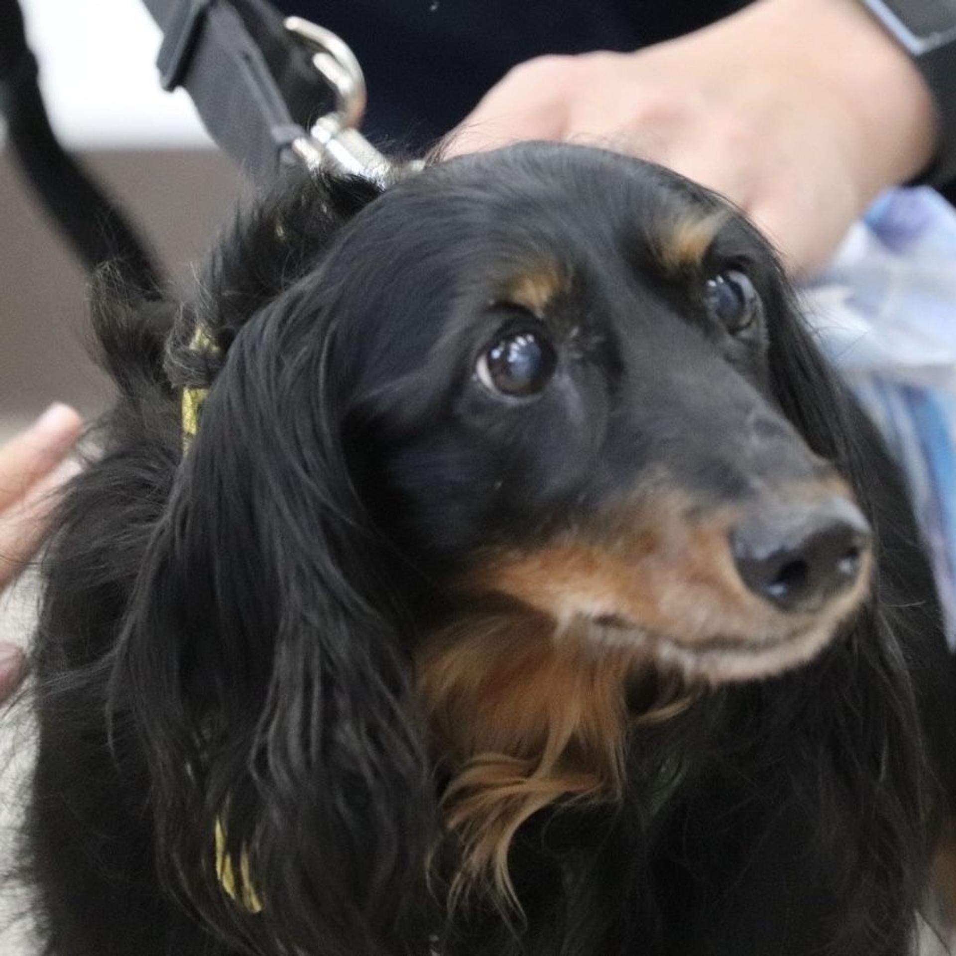 pet-image-7