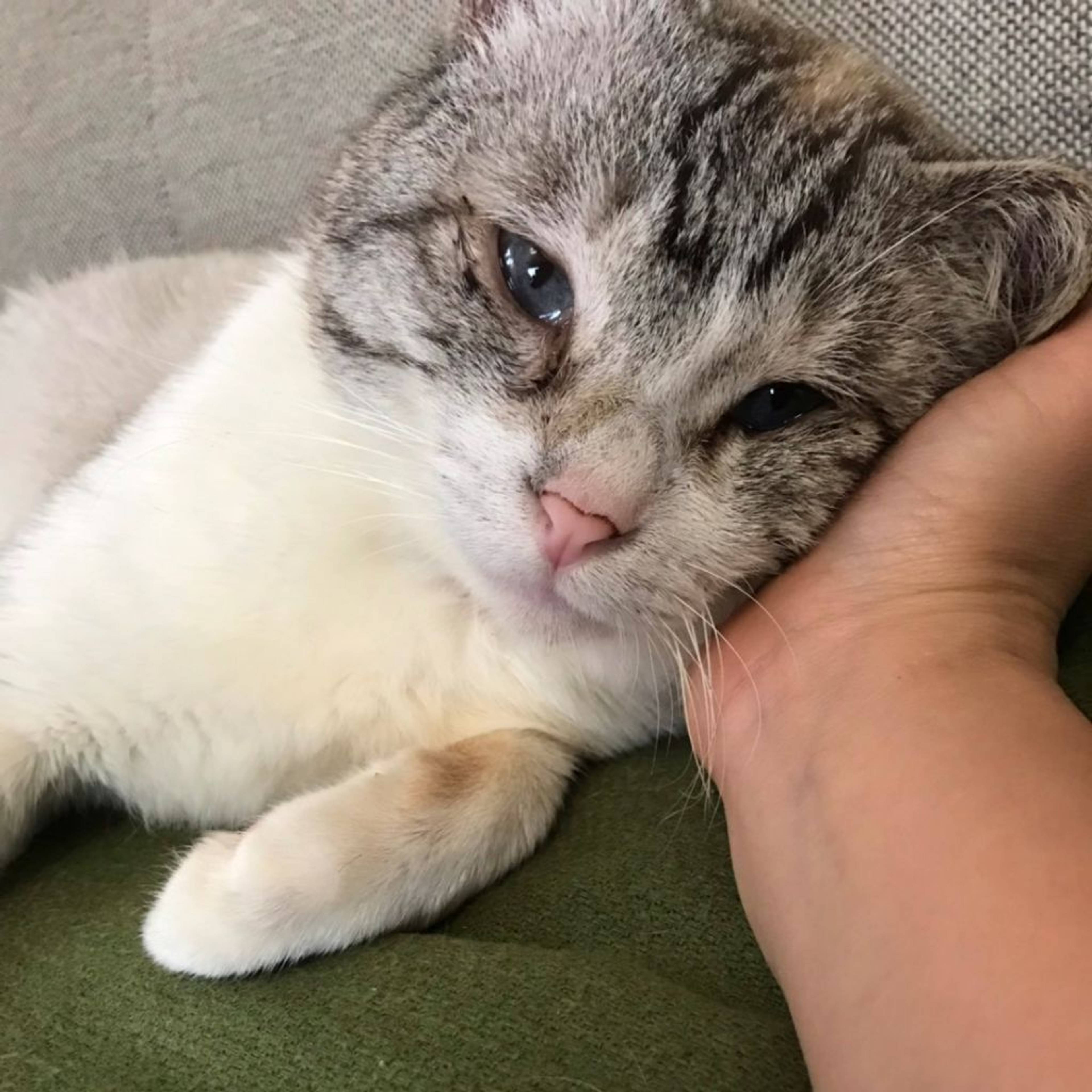 雑種（ミックス猫）・オスの里親募集の写真