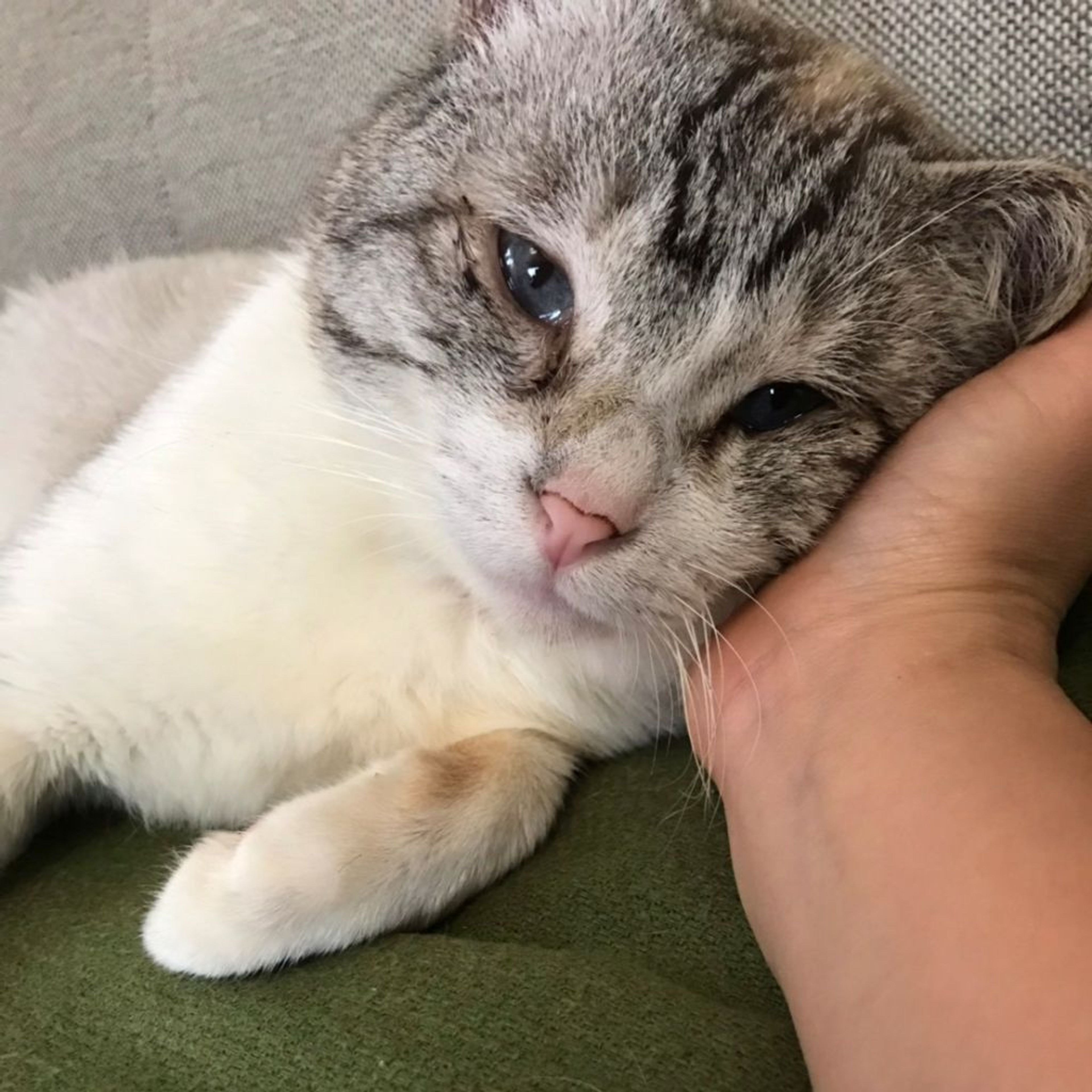 雑種（ミックス猫）・オスの里親募集の写真