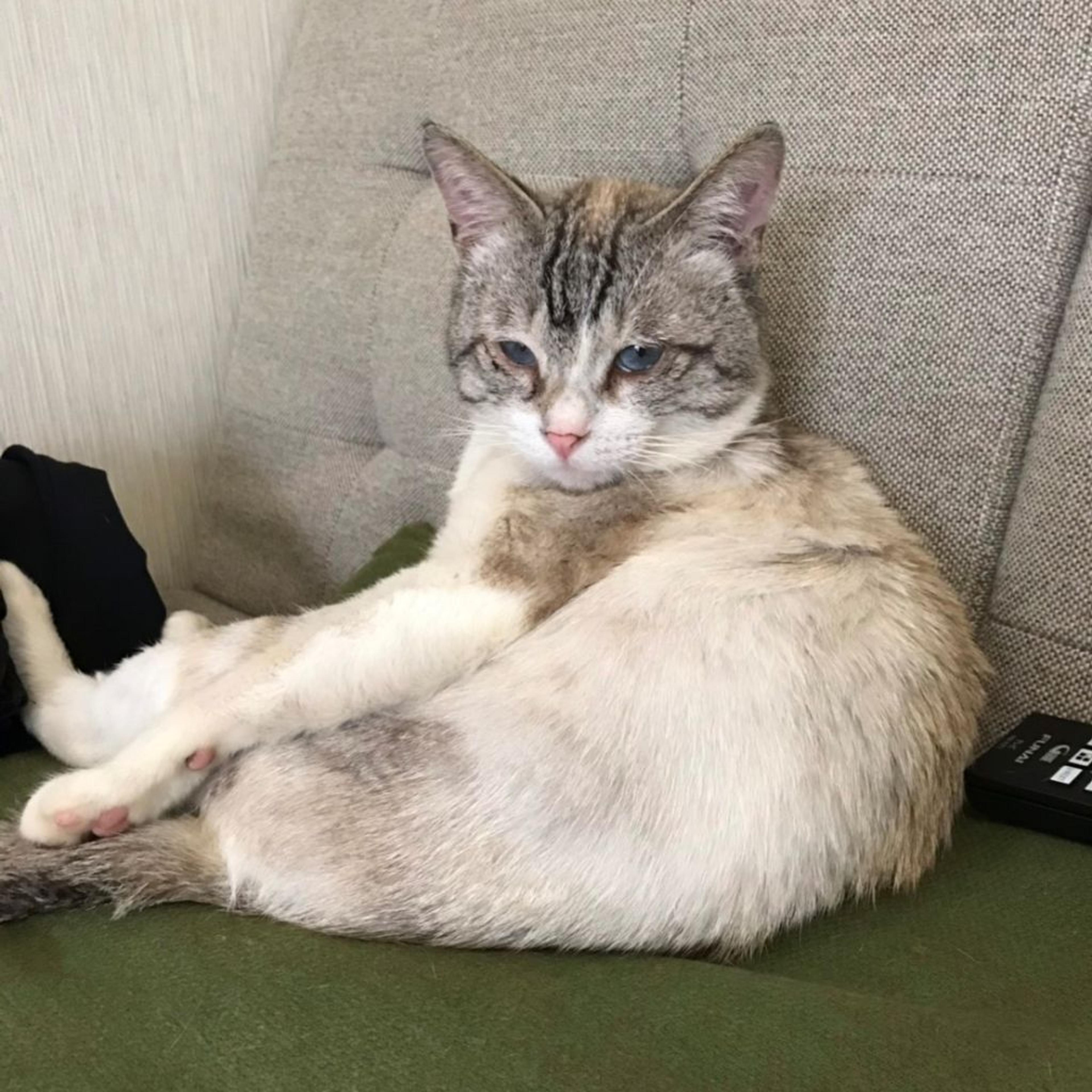 pet-image-2
