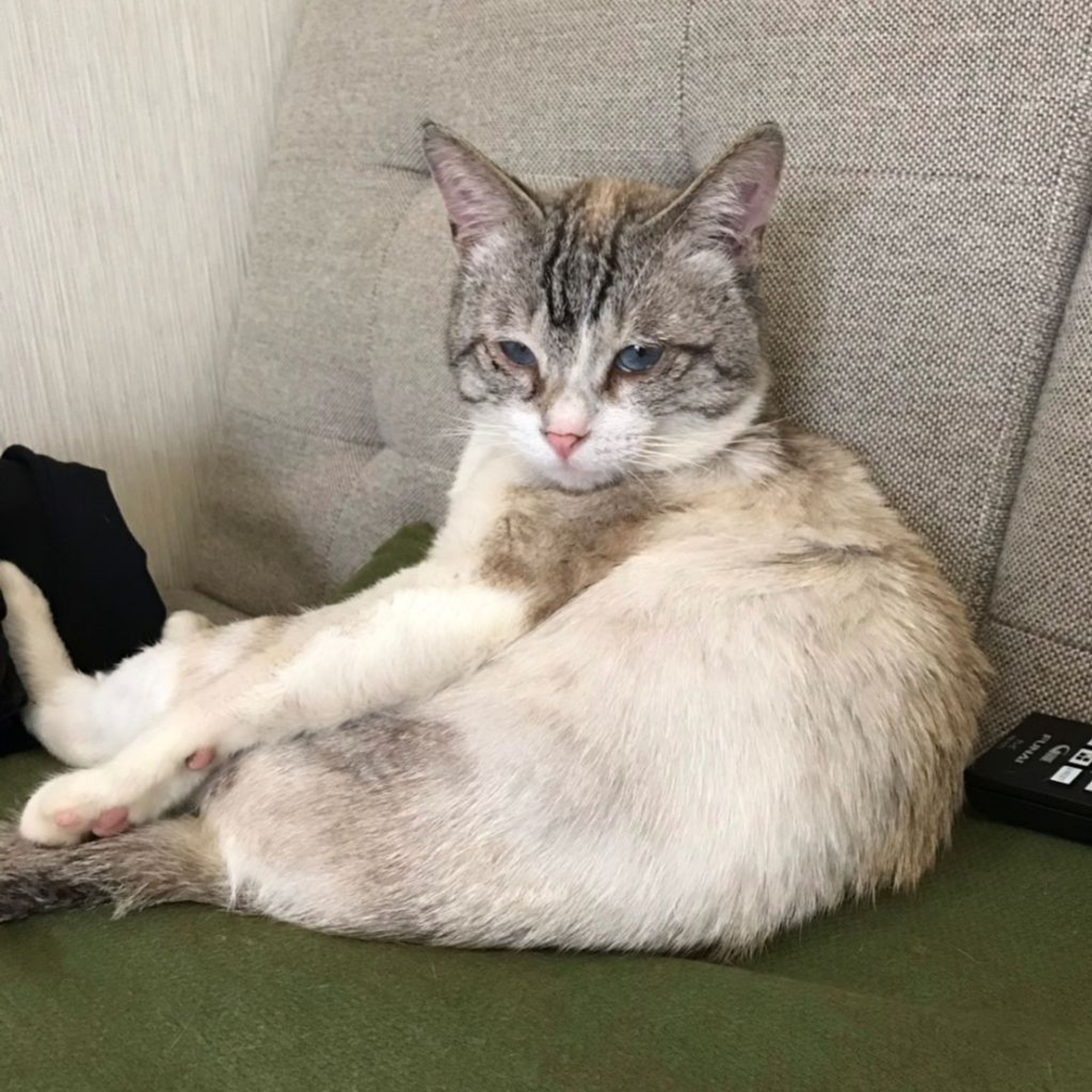 pet-image-2