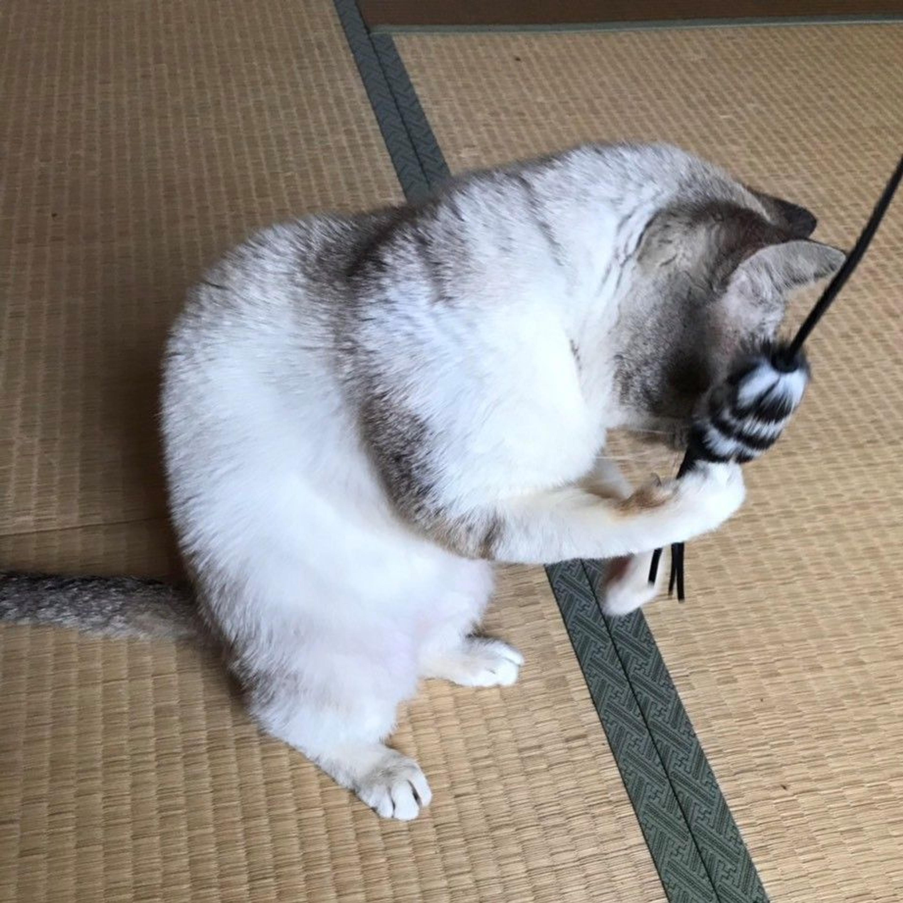 pet-image-3