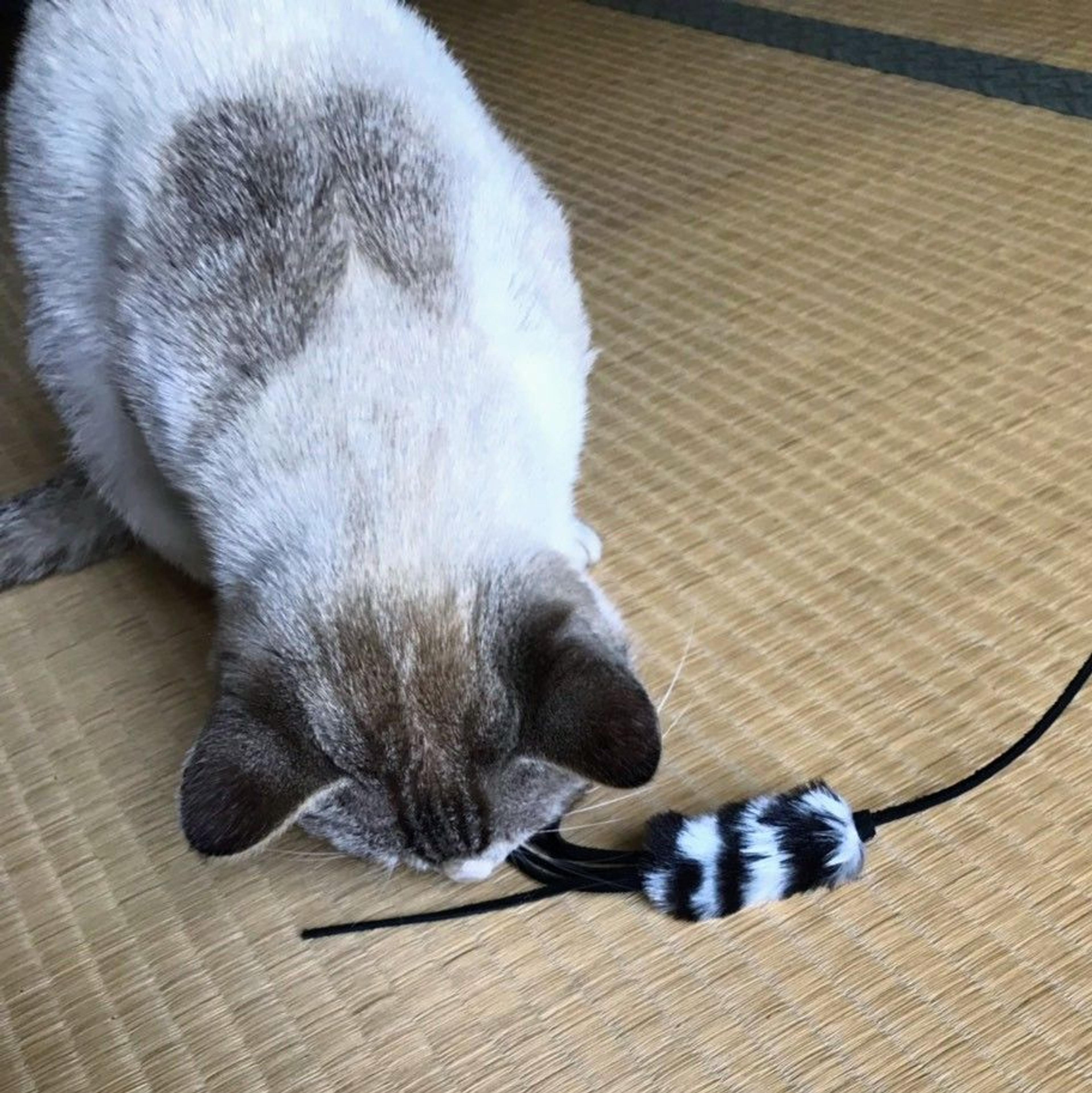 pet-image-4