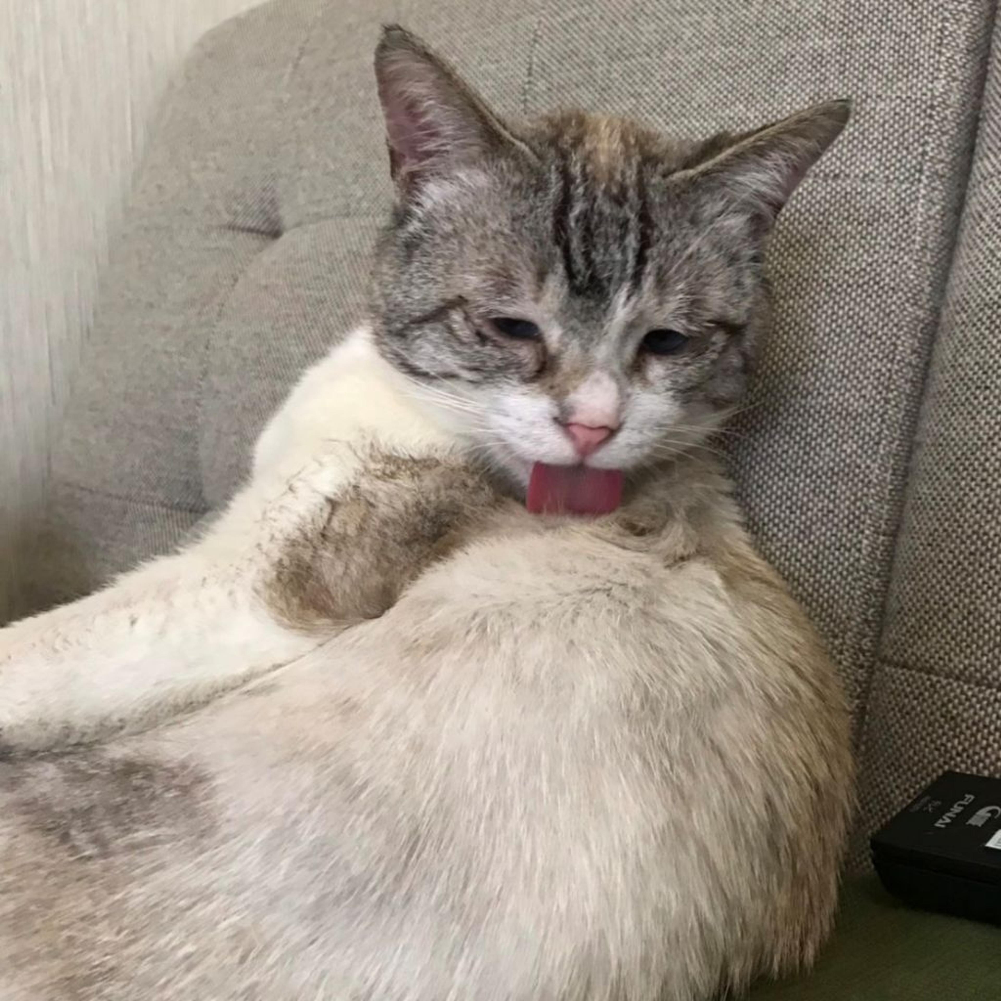 pet-image-6